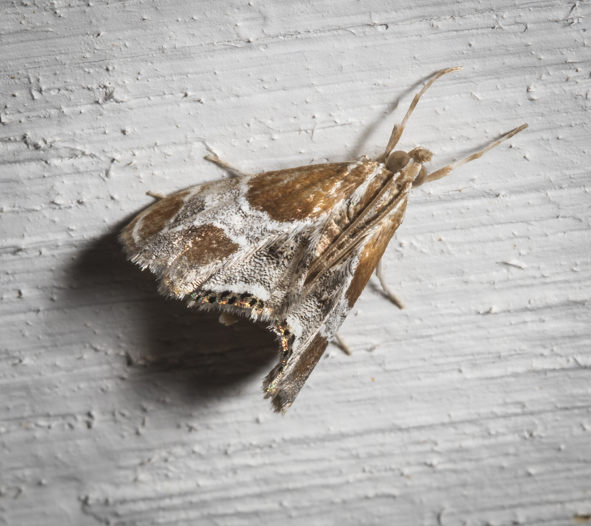 Wasp parasitizer, Chalcoela pegasalis