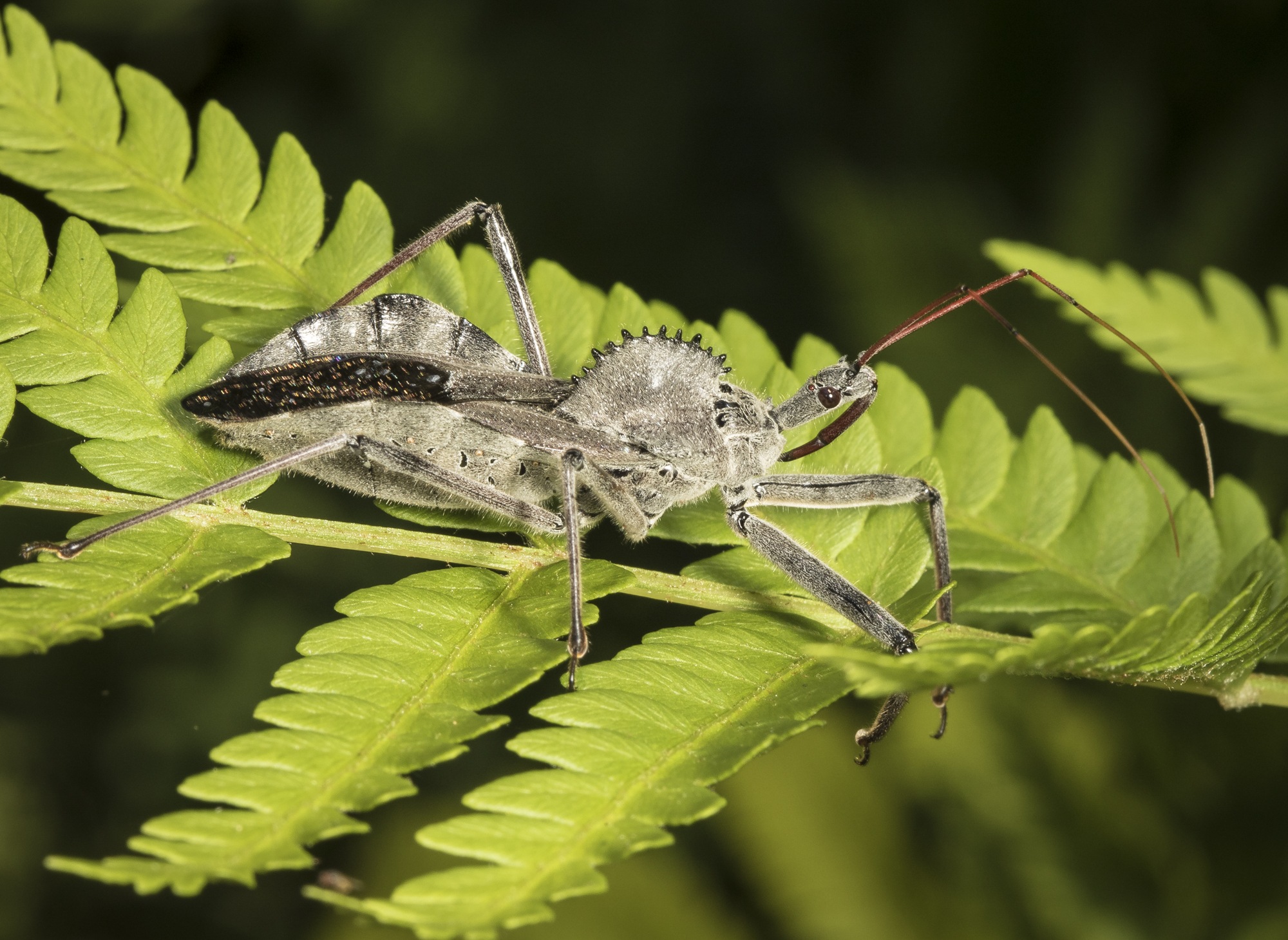 Wheel bug