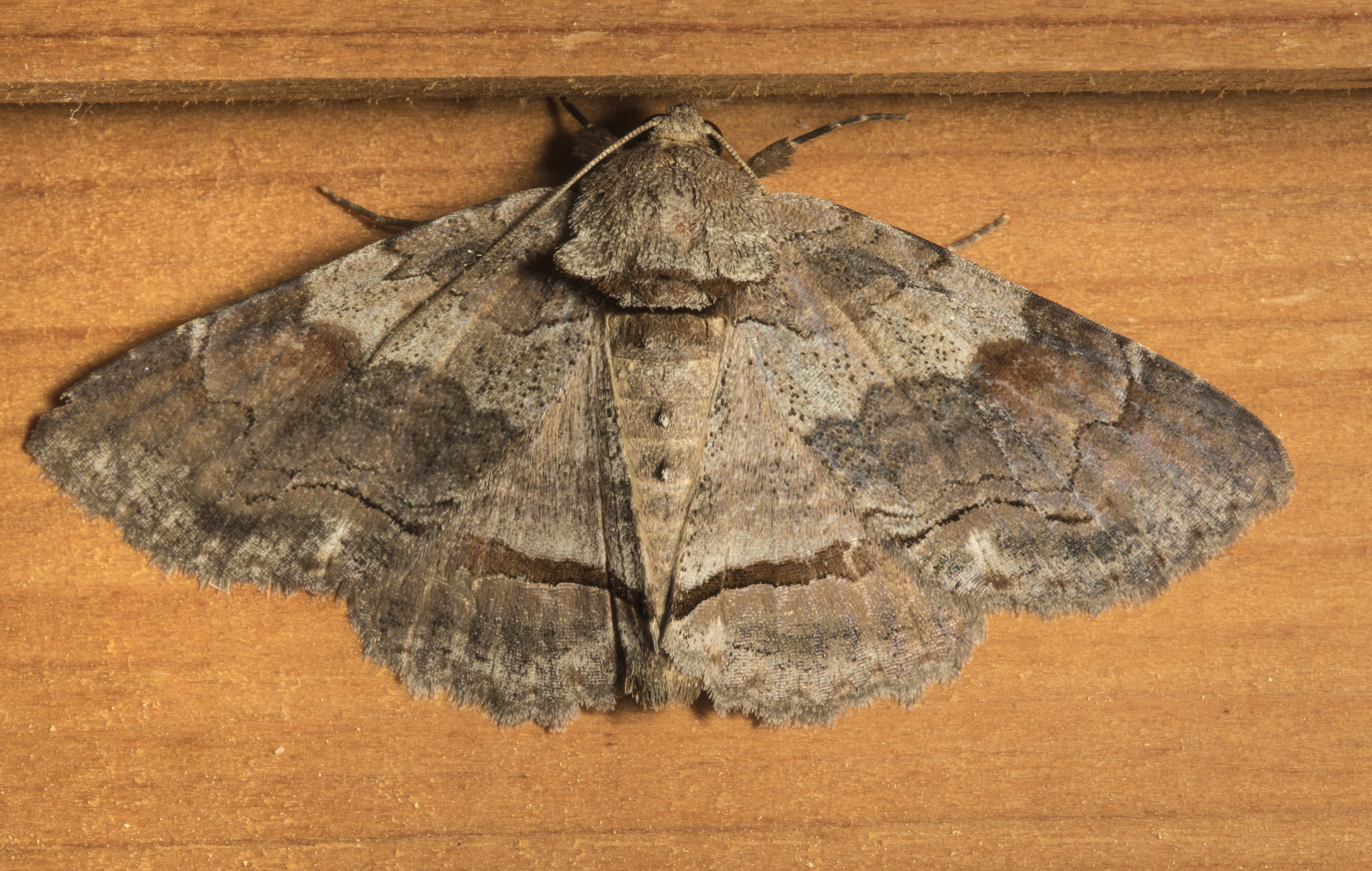 Zale? gray-banded or obliqua?