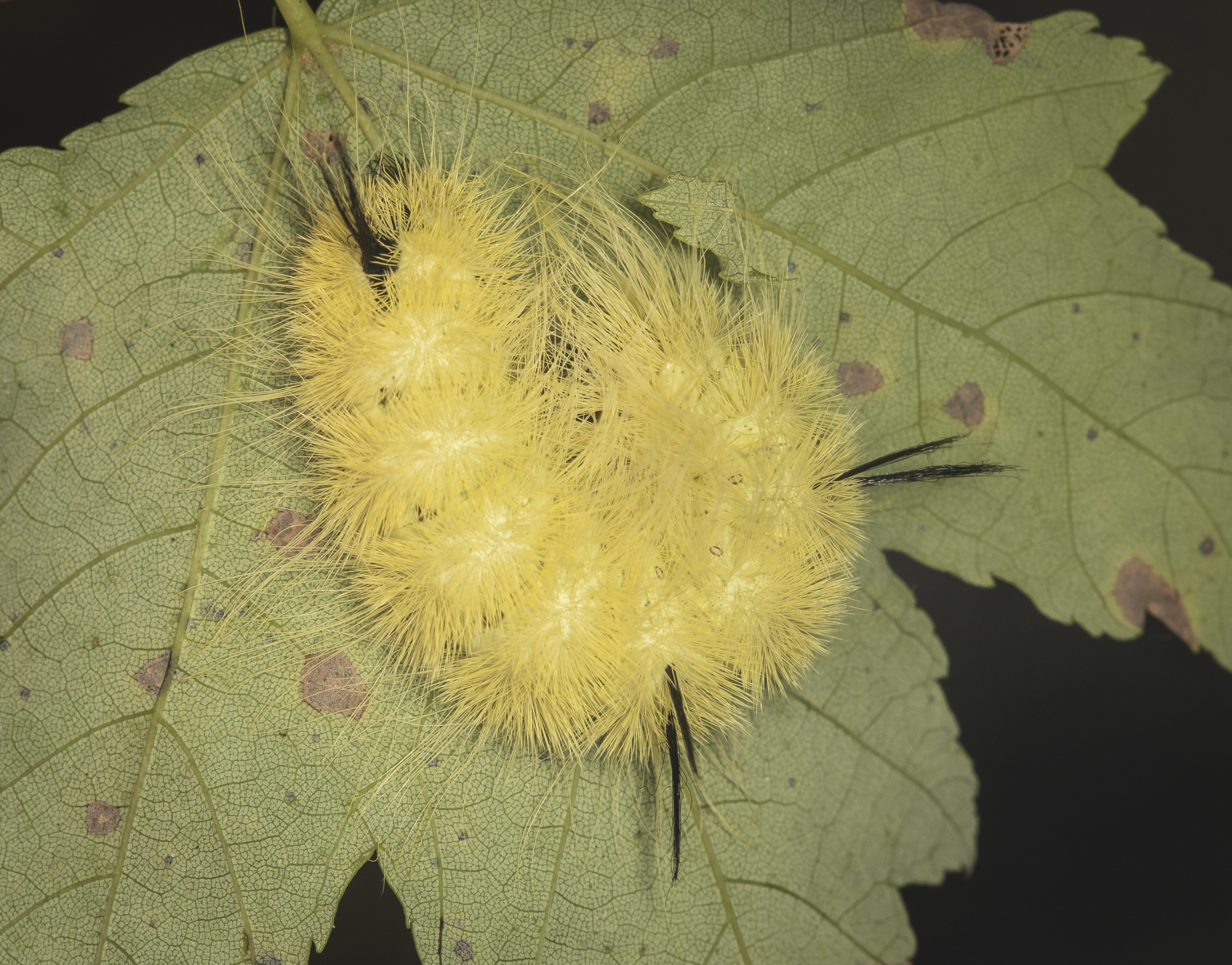 American Dagger Moth larva