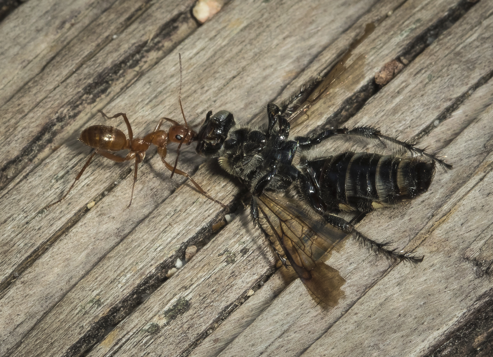 ant carrying dead wasp