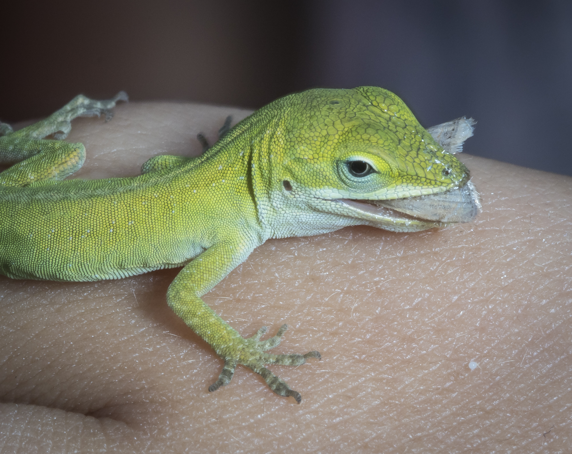 Baby anole eating  a lep