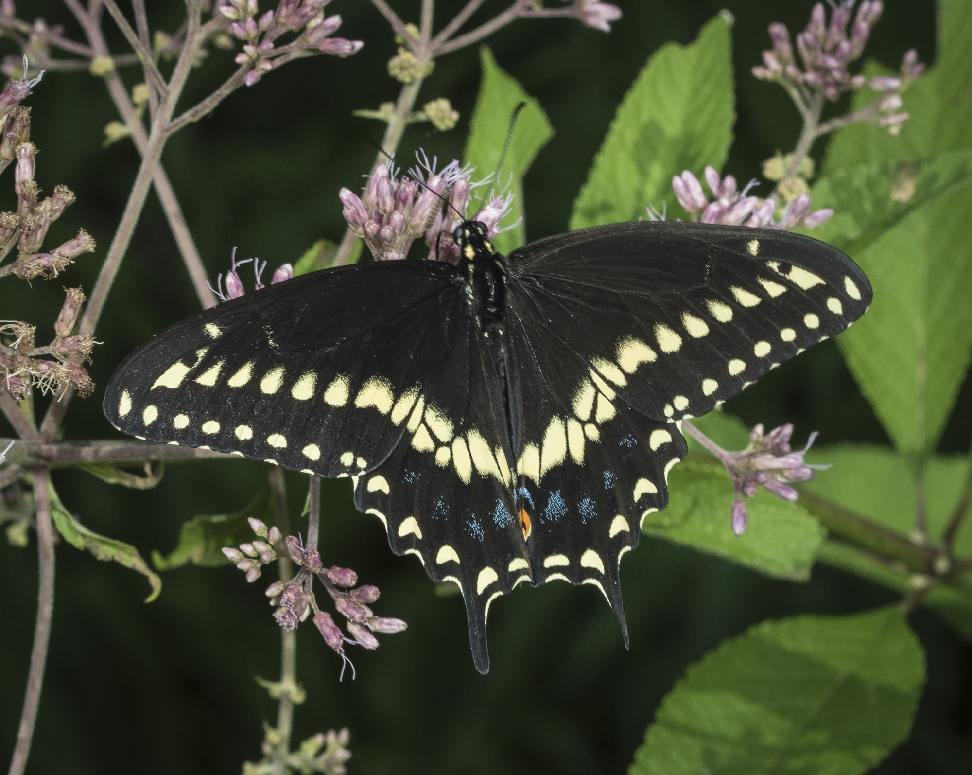 Black swallowtail on joe pye weed