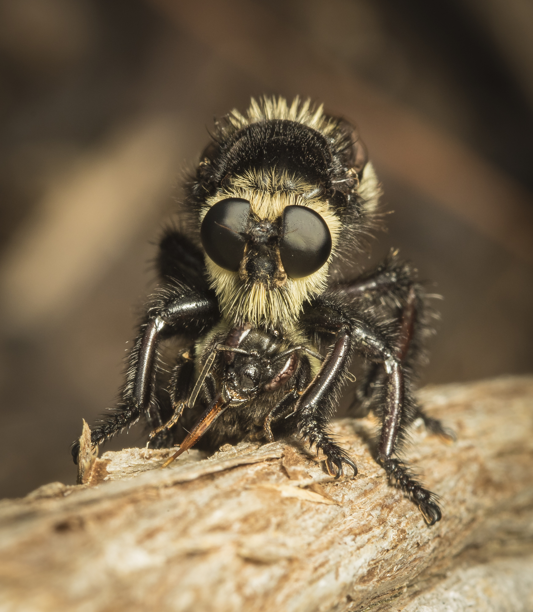 Bumblebee mimic robber fly with prey head view
