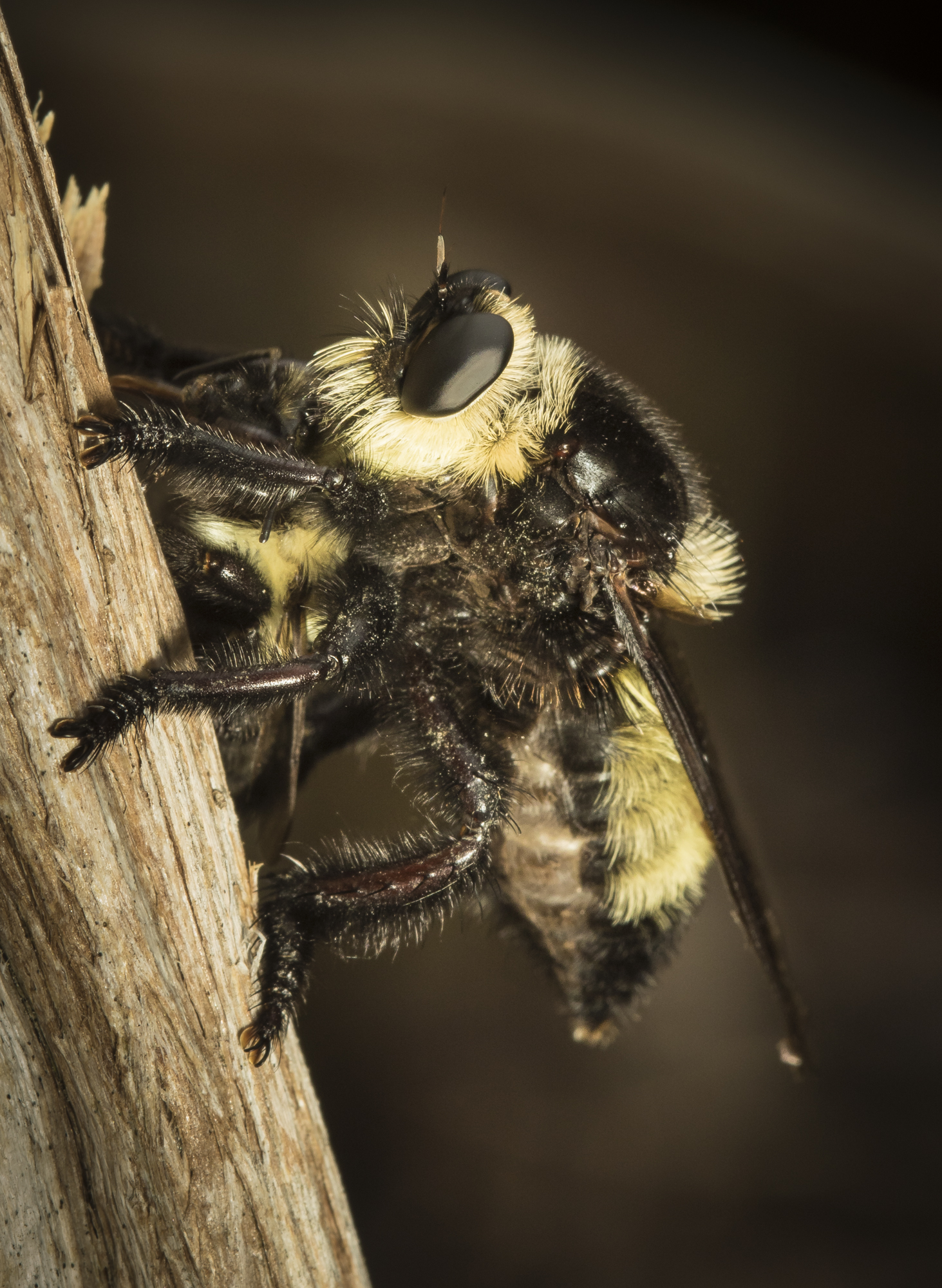 bumblebee mimic robber fly with prey