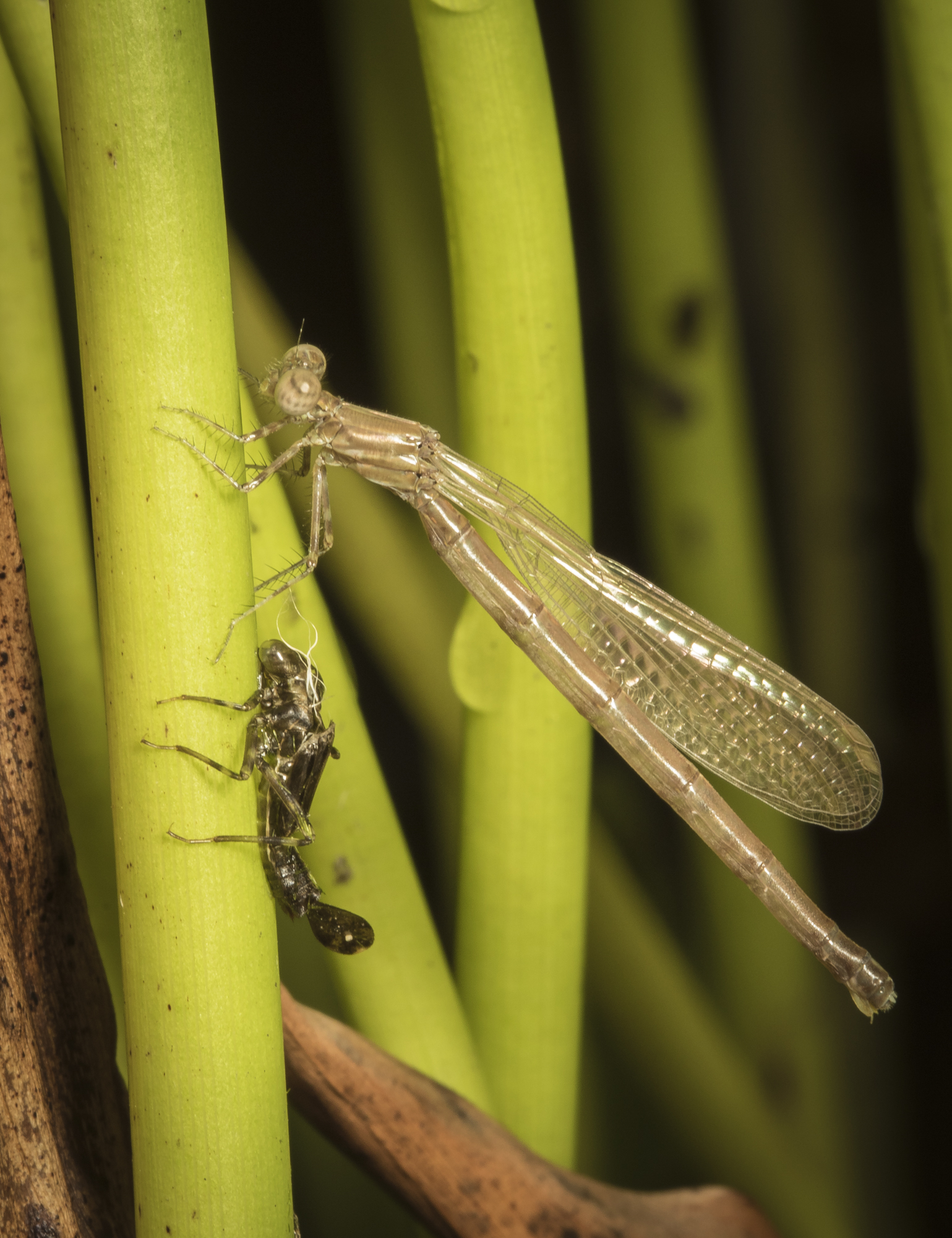damselfly just after emerging