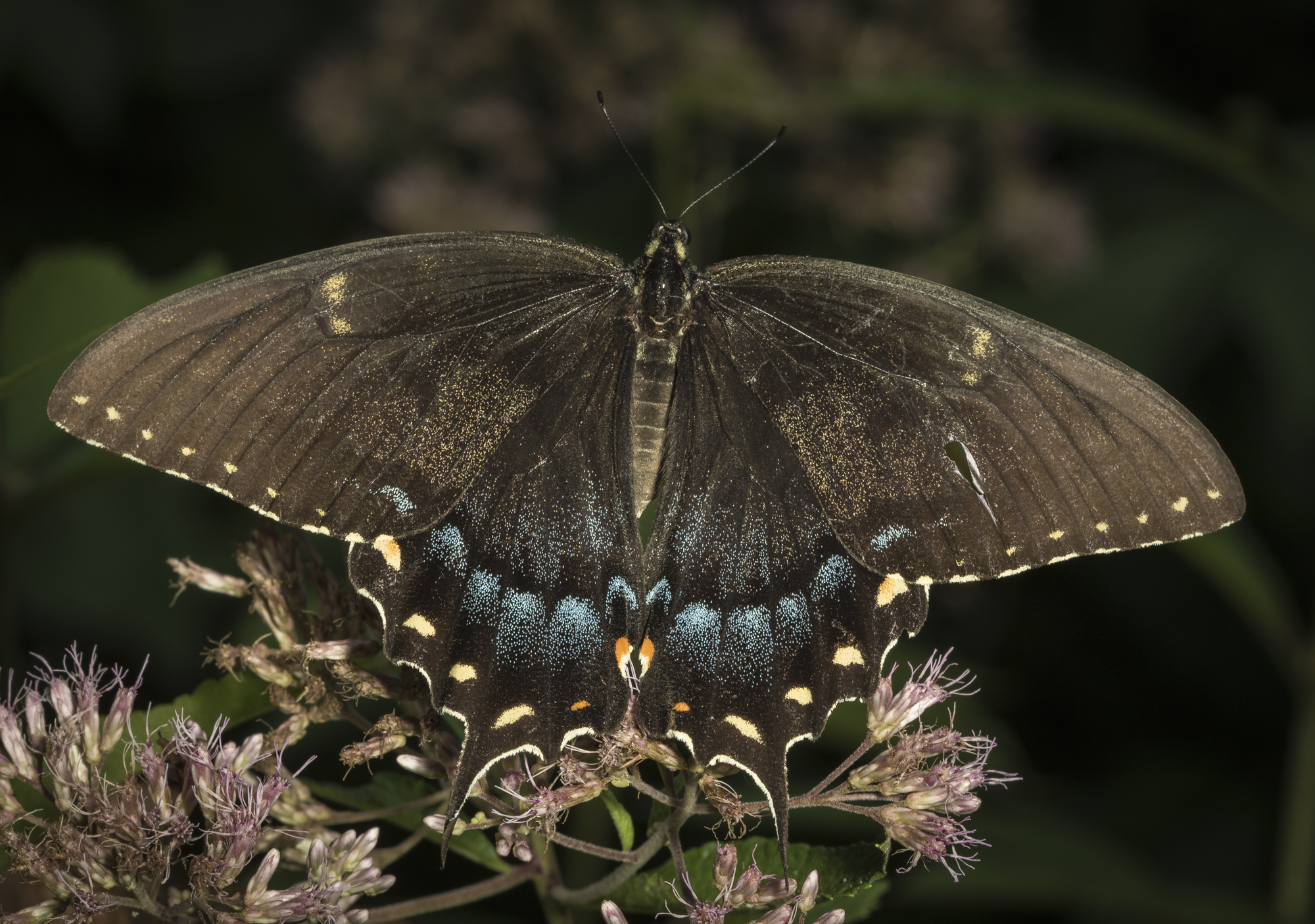 dark morph female eastern tiger swallowtail on joe pye weed
