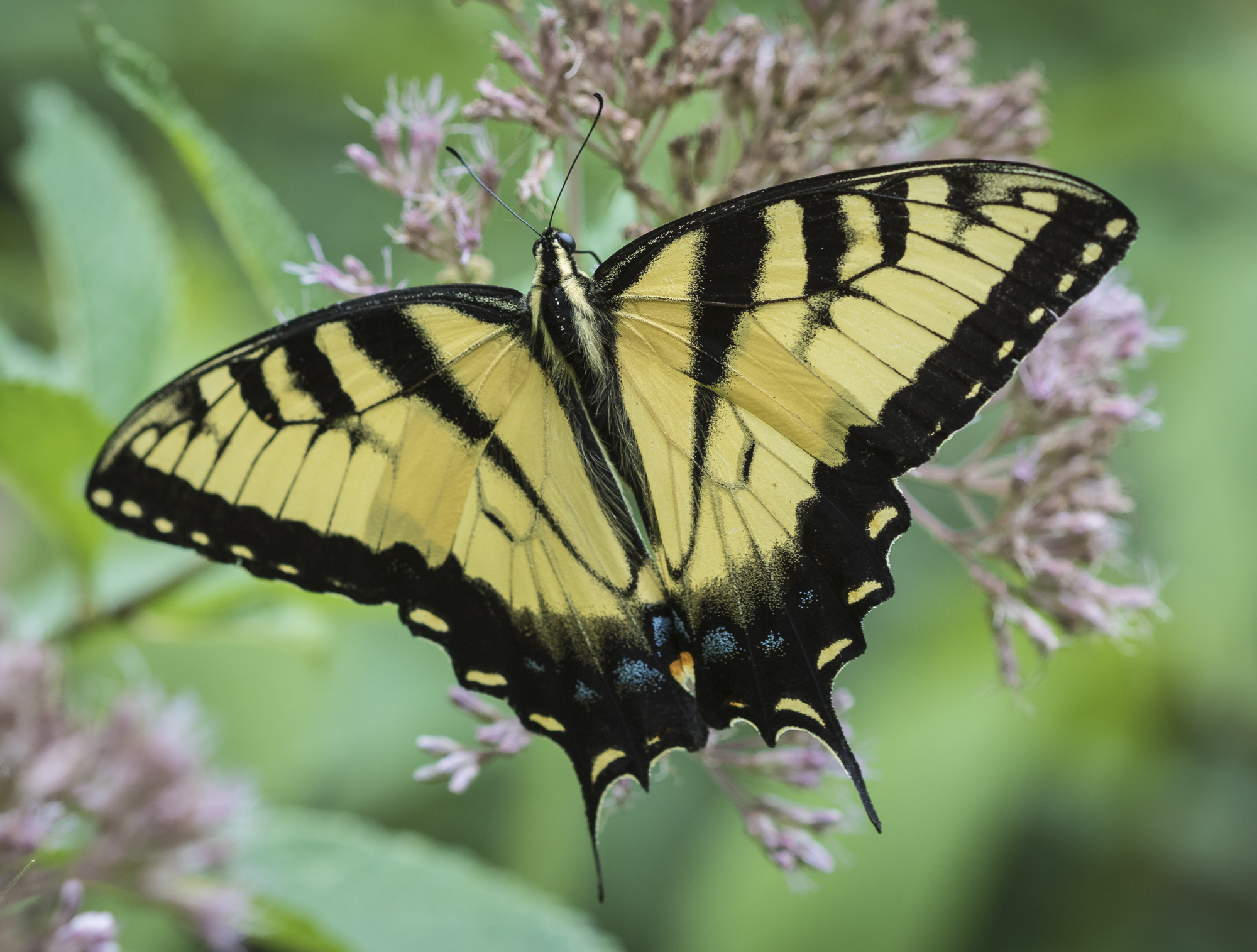 Eastern tiger swallowtail male