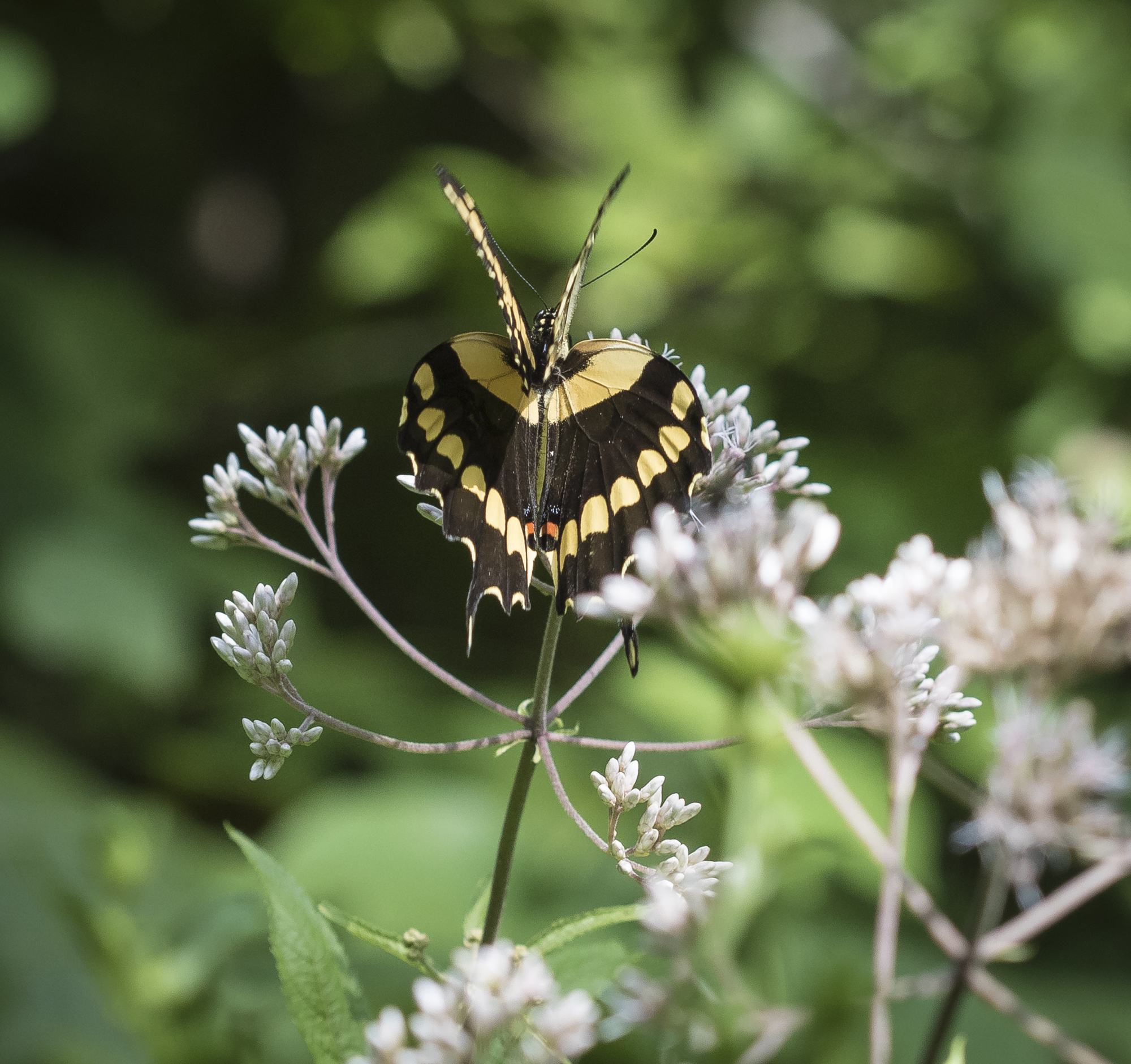 Giant swallowtail on Joe-Pye-Weed wings flapping