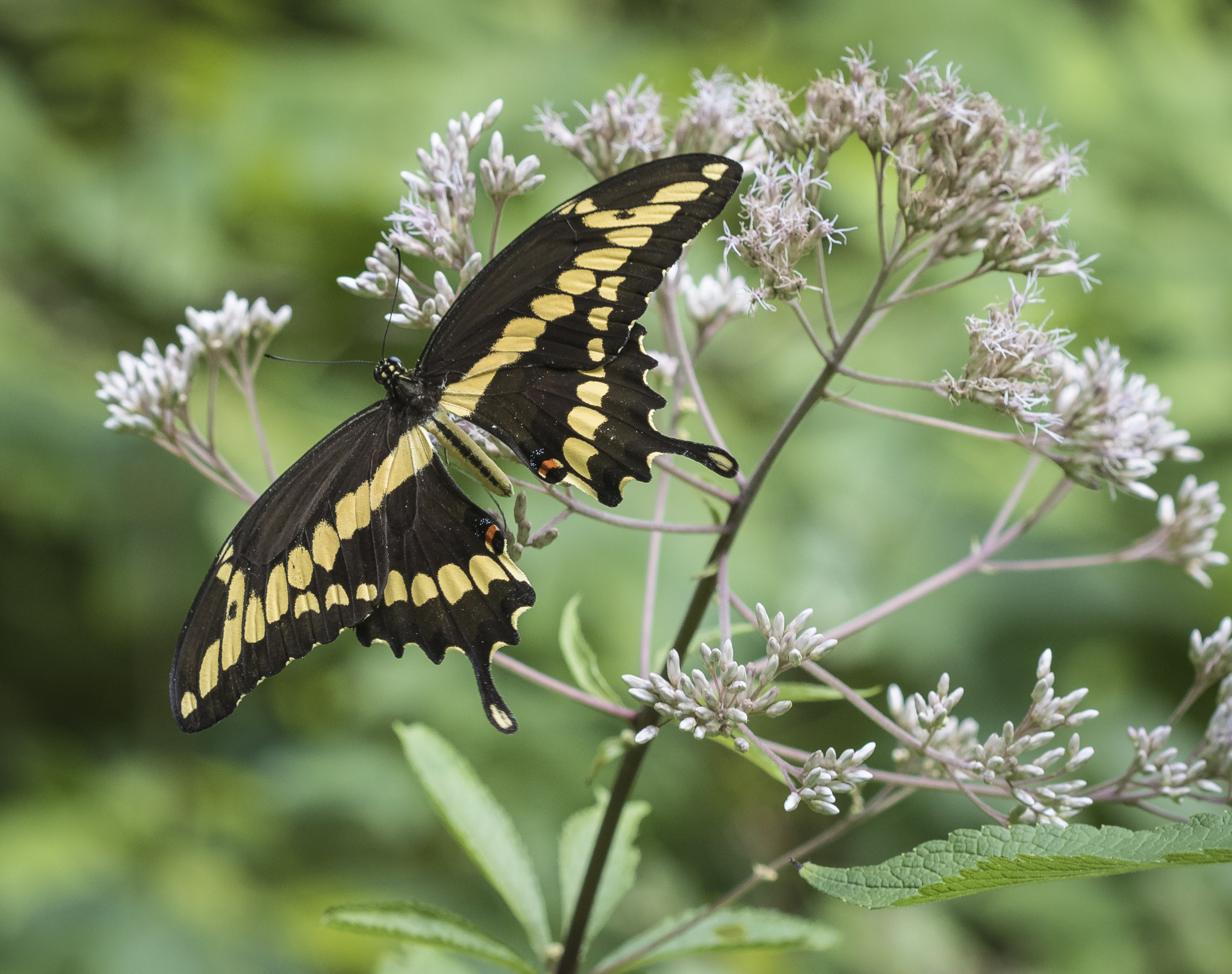 Giant swallowtail on Joe-Pye-Weed wings spread 2
