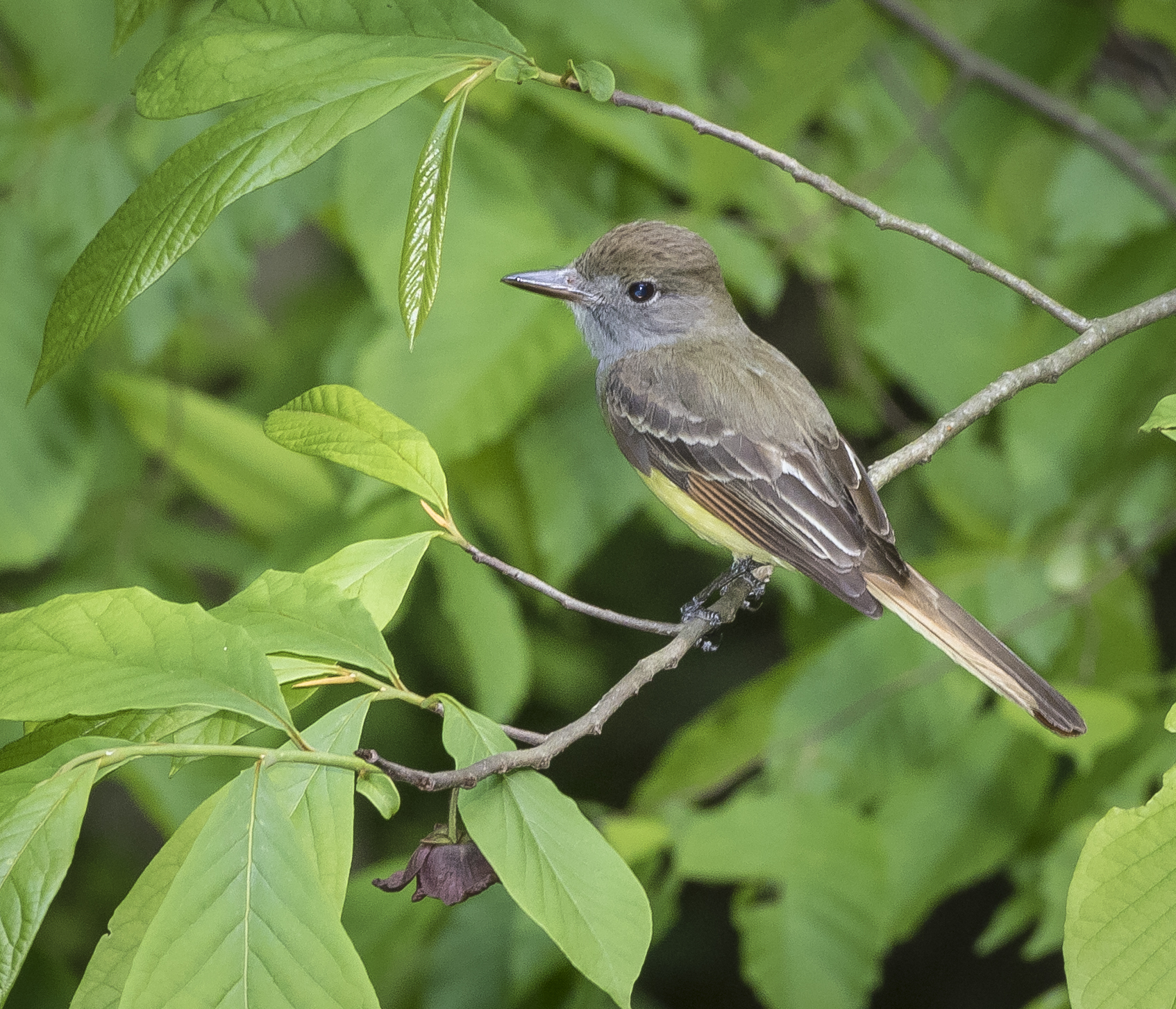 great crested flycatcher