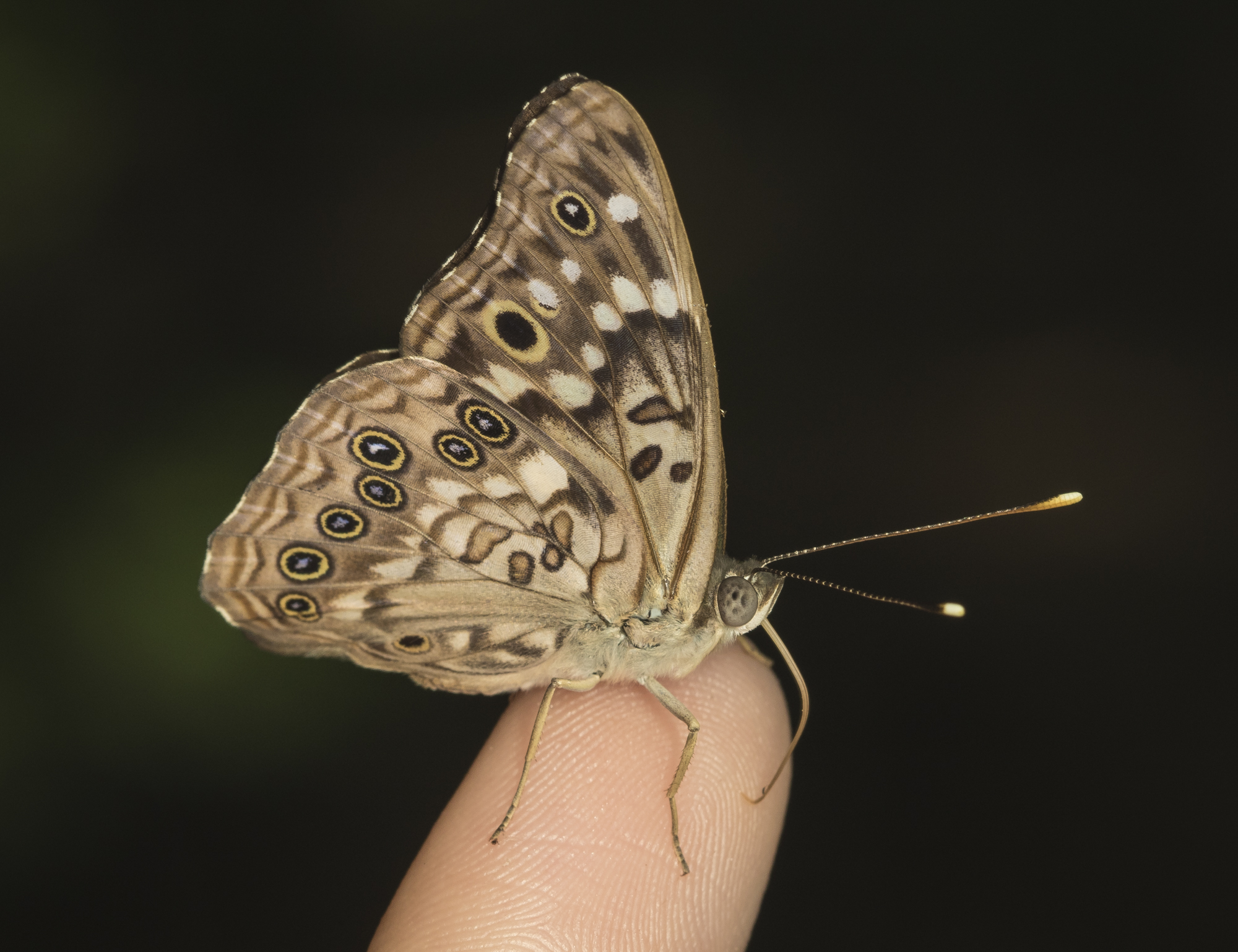 Hackberry emperor