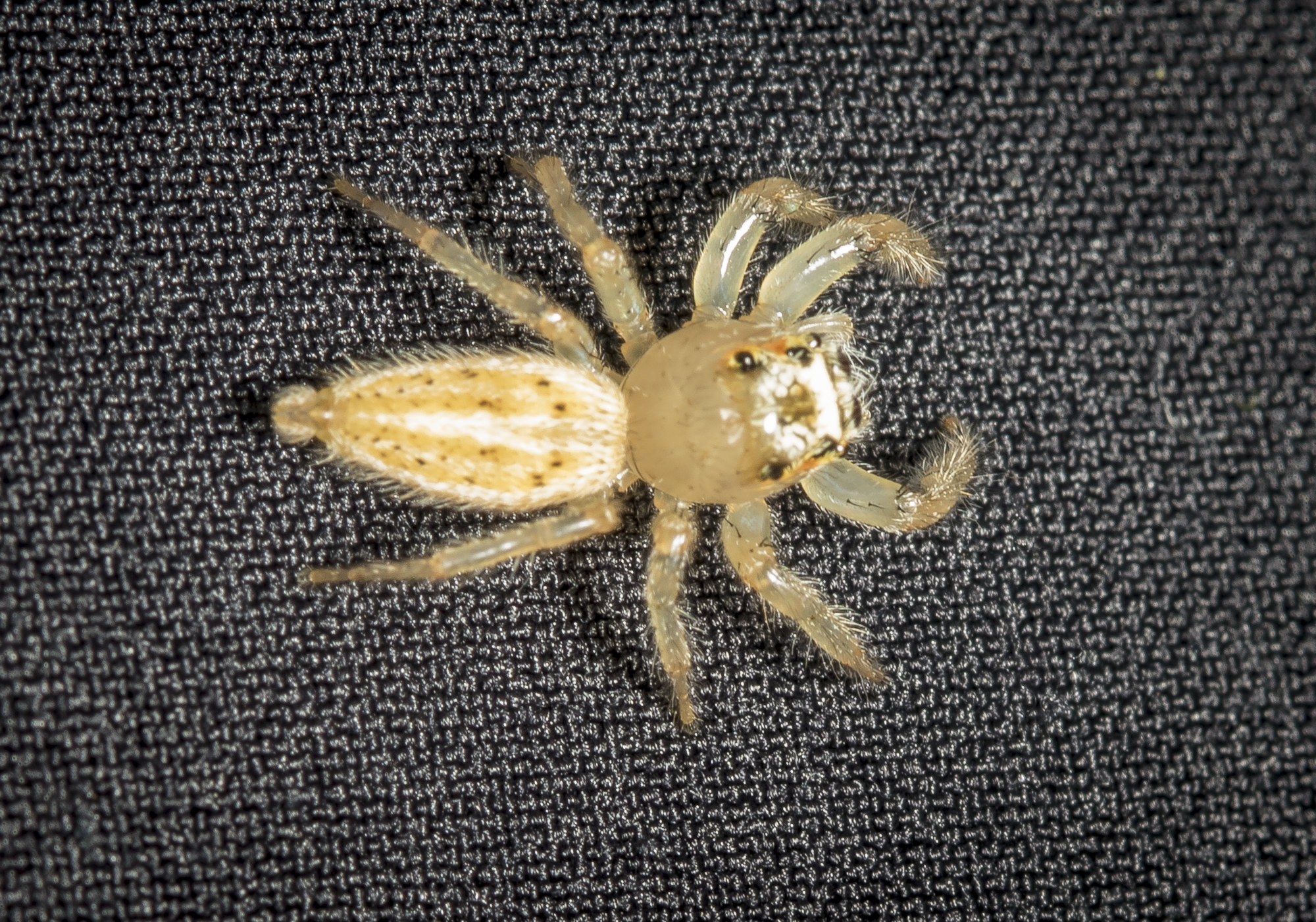 Jumping spider