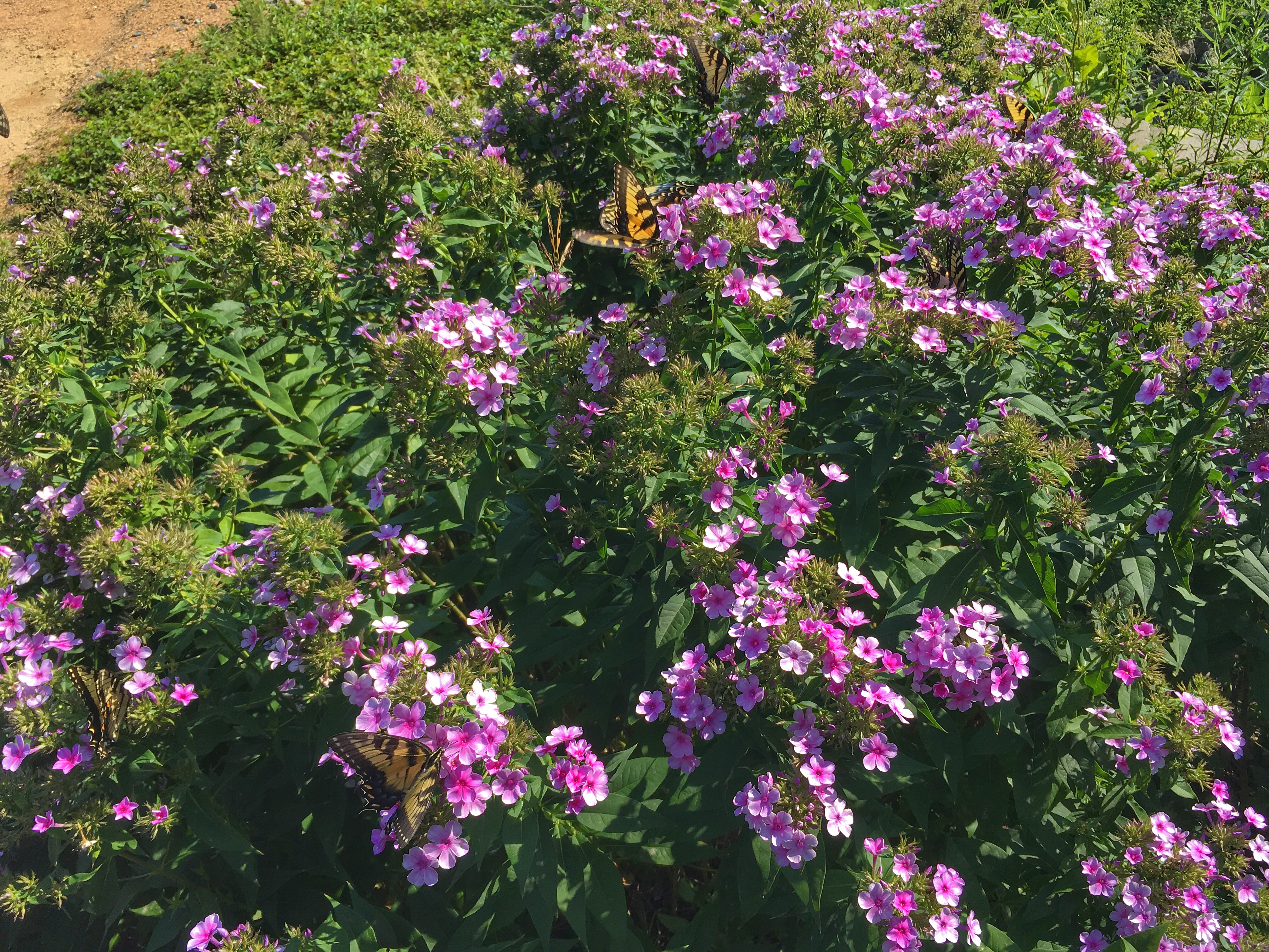 phox with butterflies