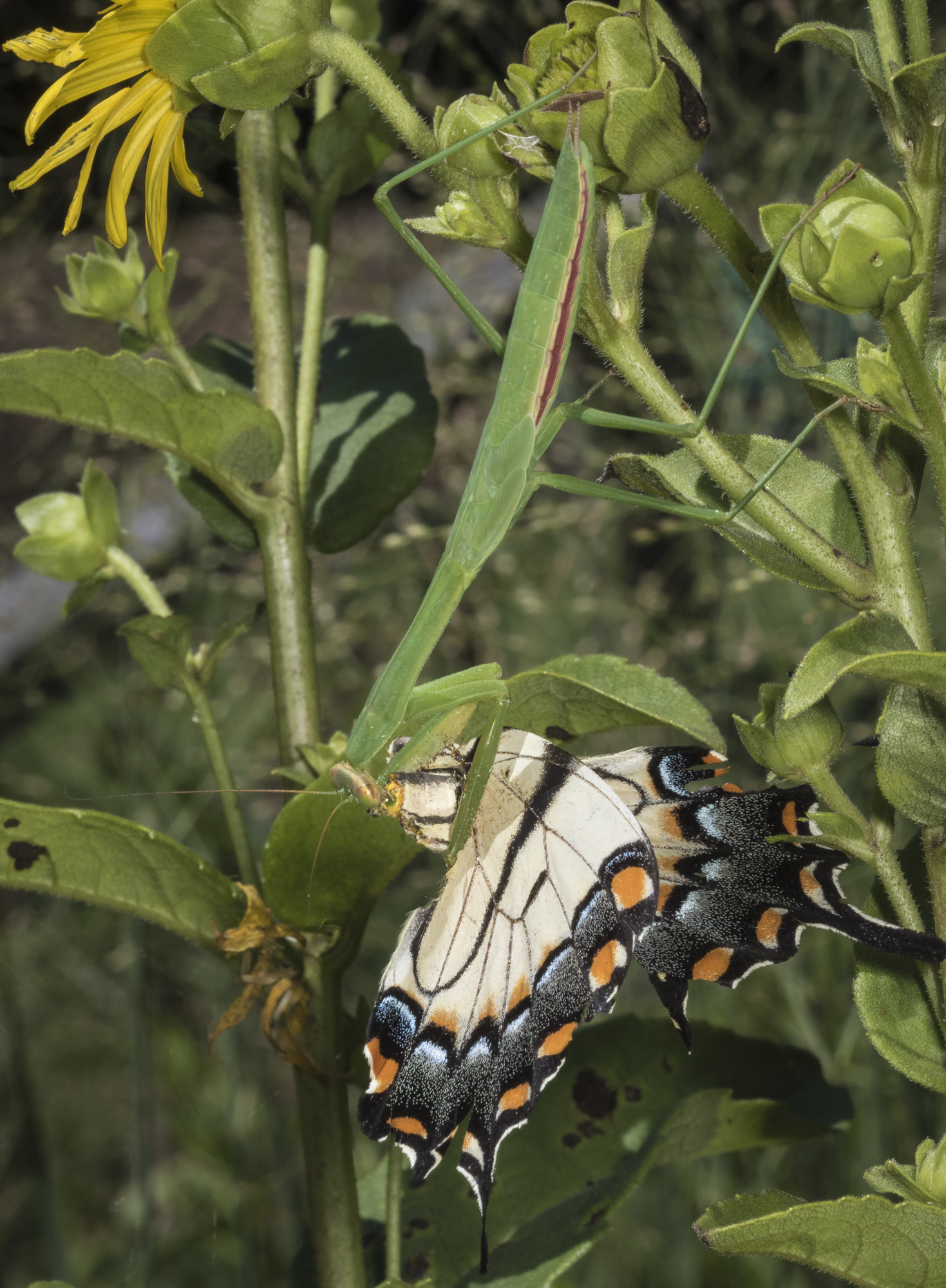 Praying mantis nymph eating butterfly