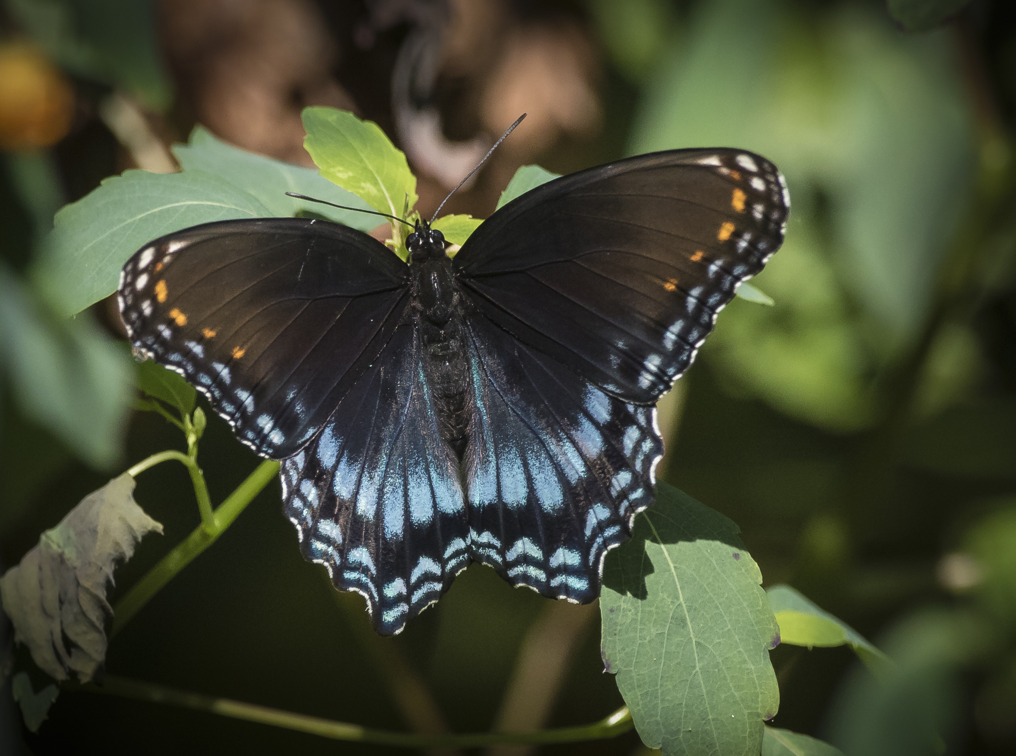 Red-spotted purple adult