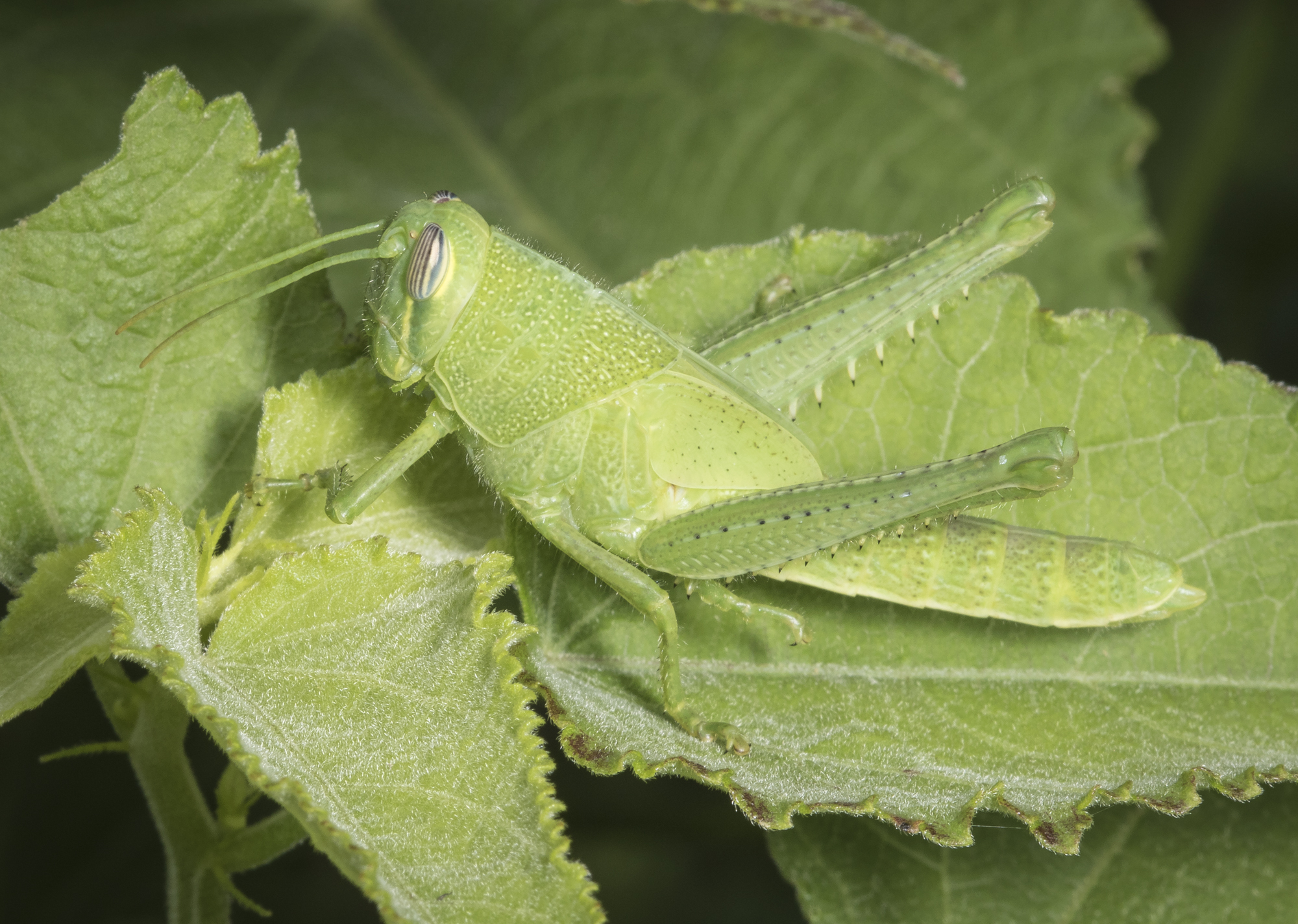 short-horned grasshopper sp.