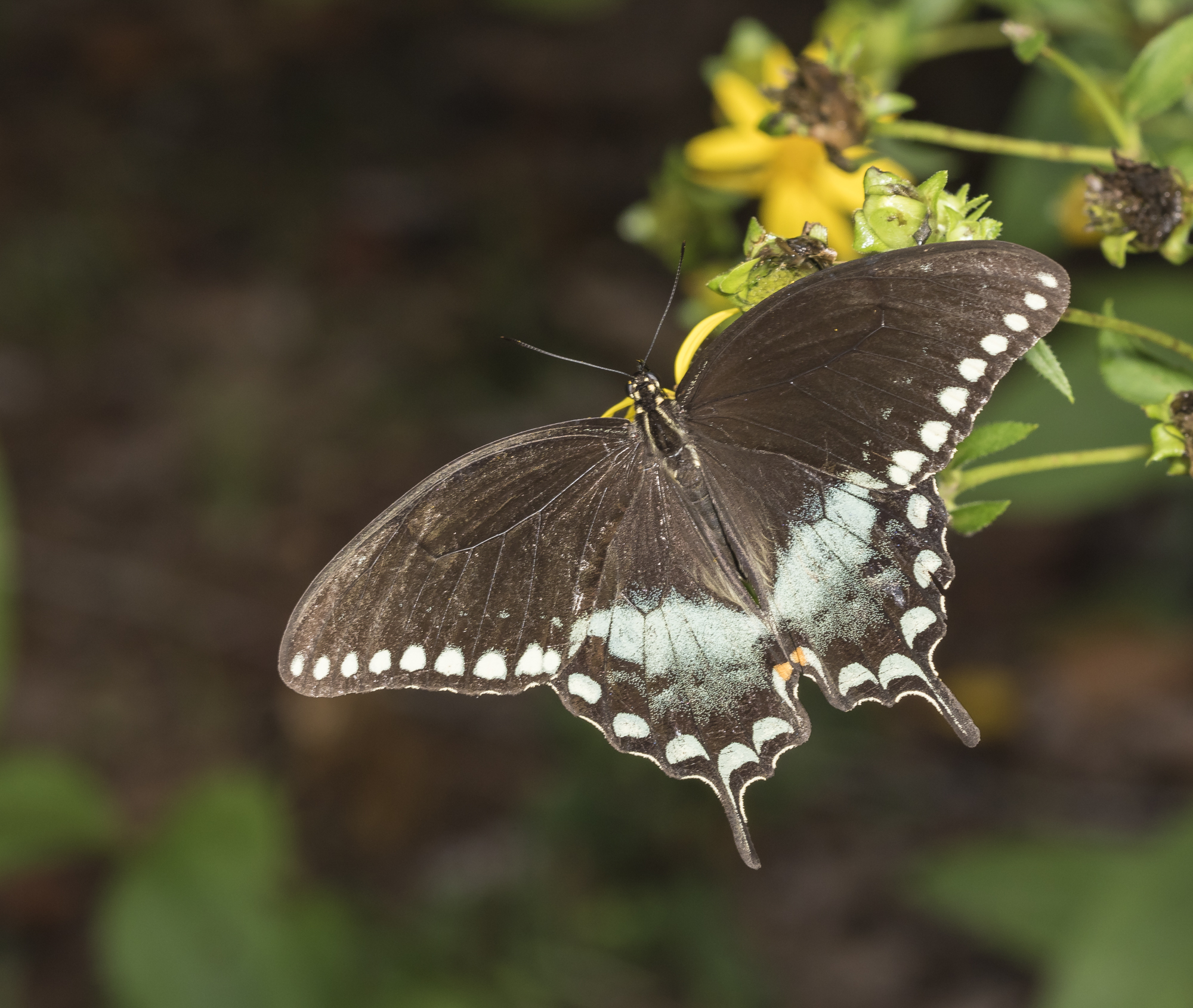 Spicebush swallowtail adult
