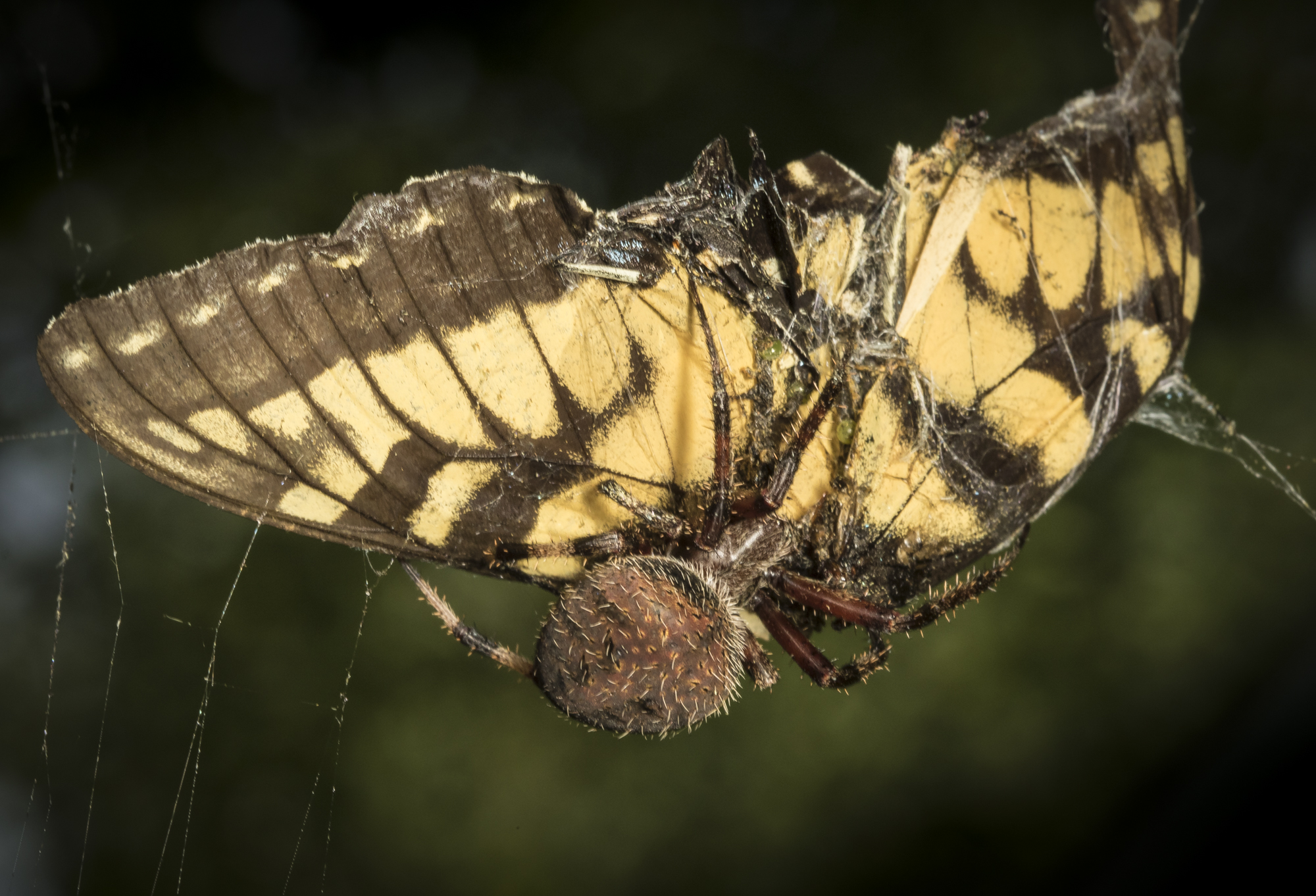 spider with swallowtail