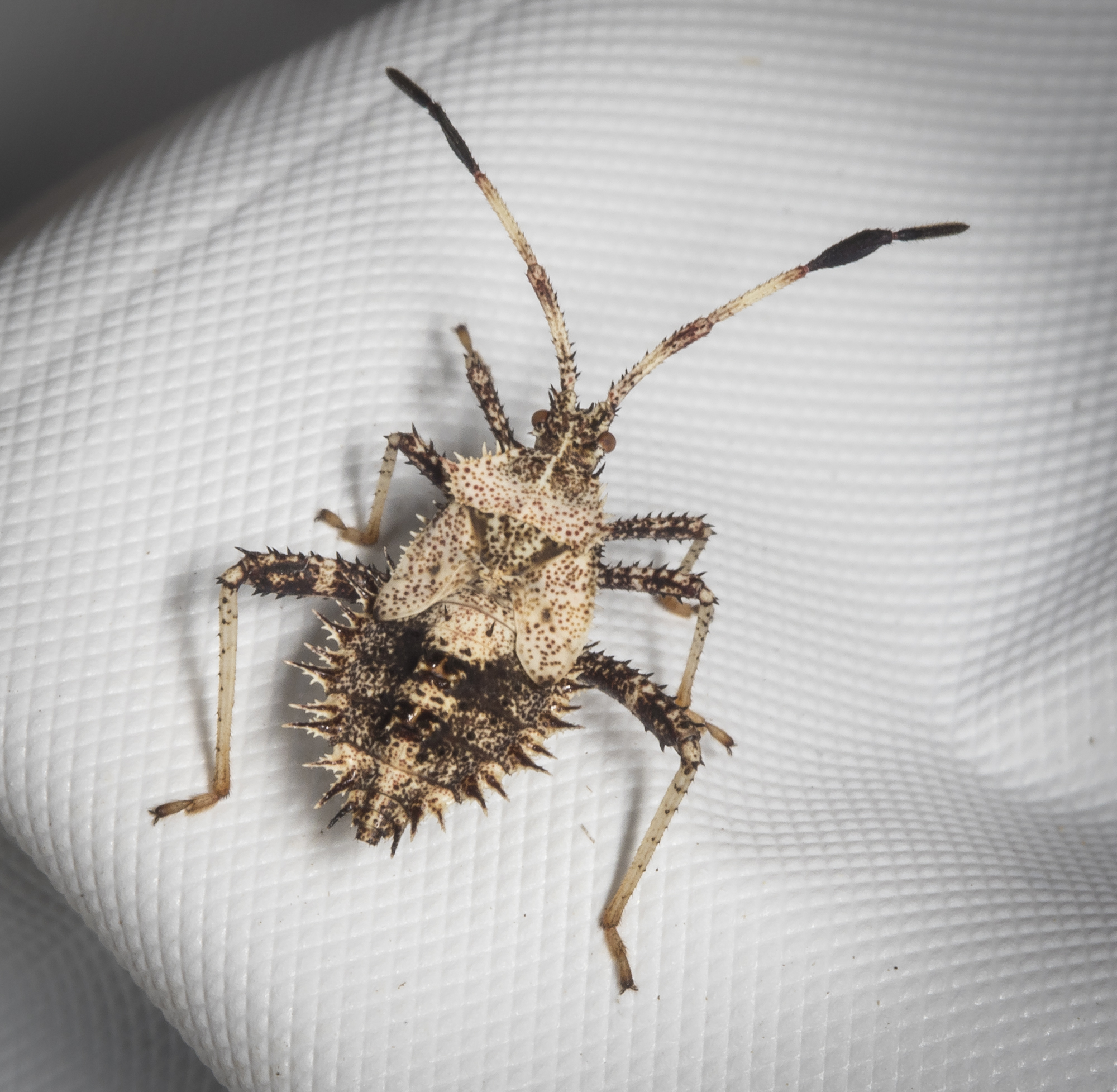 Spiny assassin bug nymph