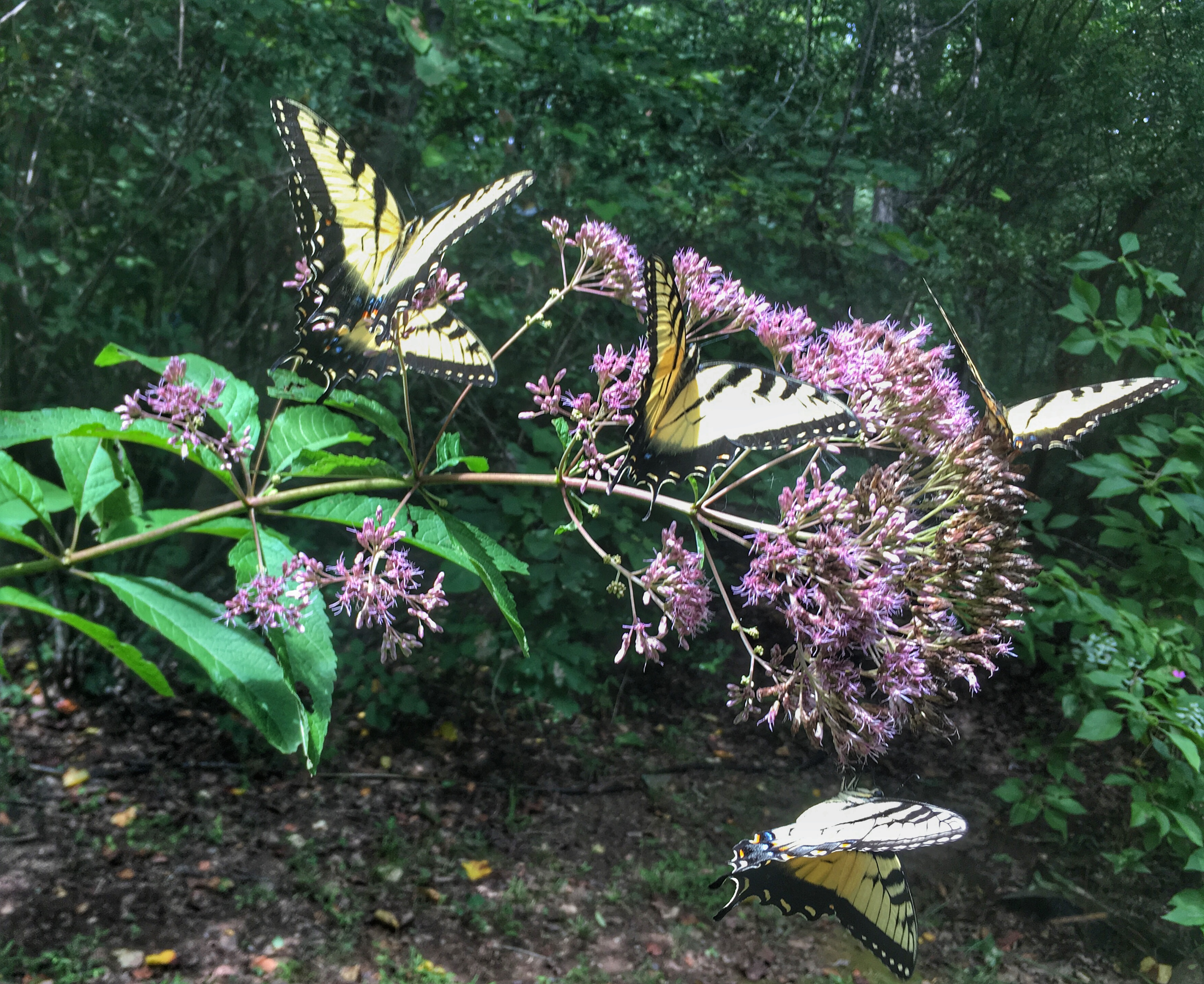 Swallowtails on joe pye weed