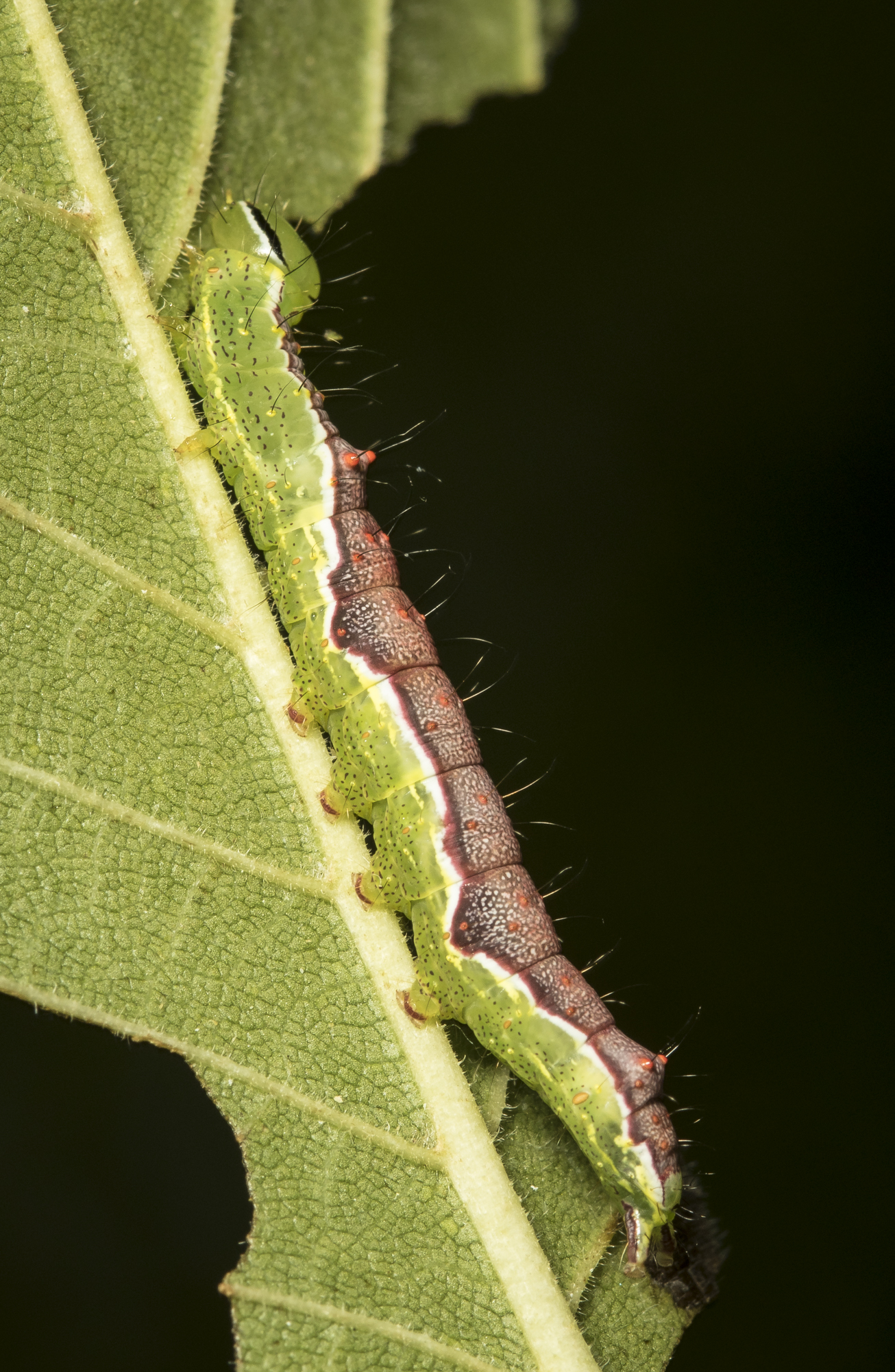 cvariable oak leaf or double-lined prominent