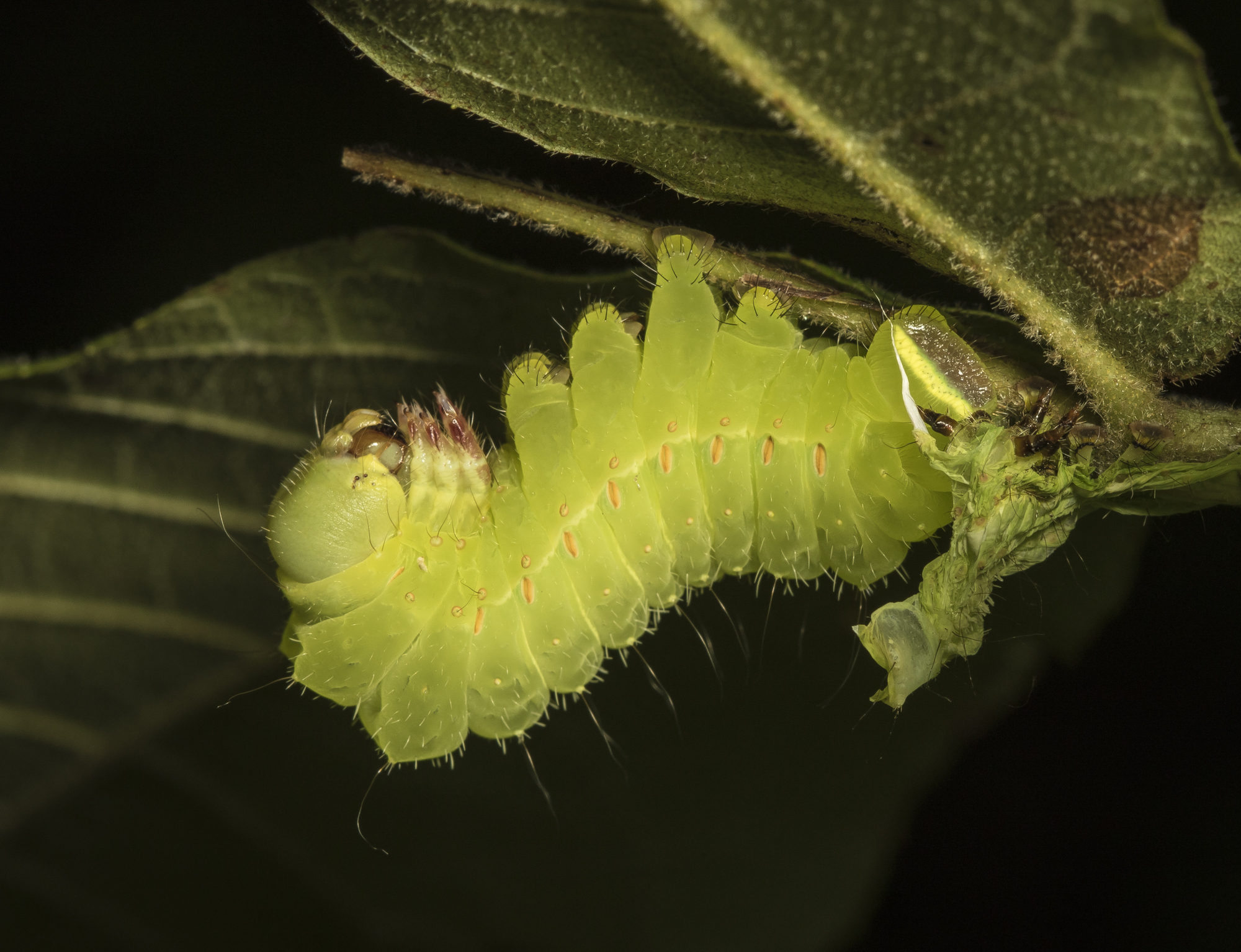 freshly moled luna moth