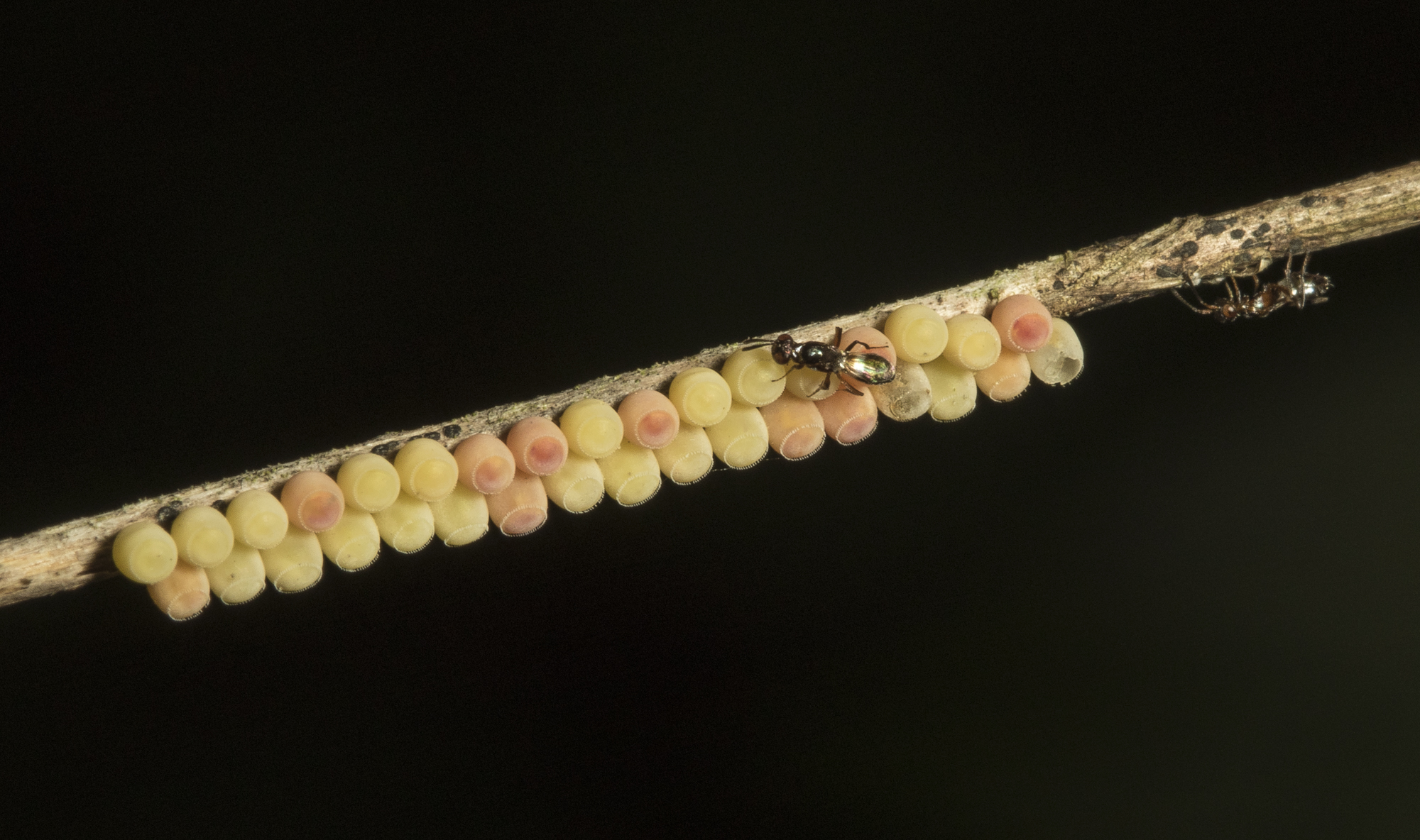 hemipteran eggs and parasitoid wasp