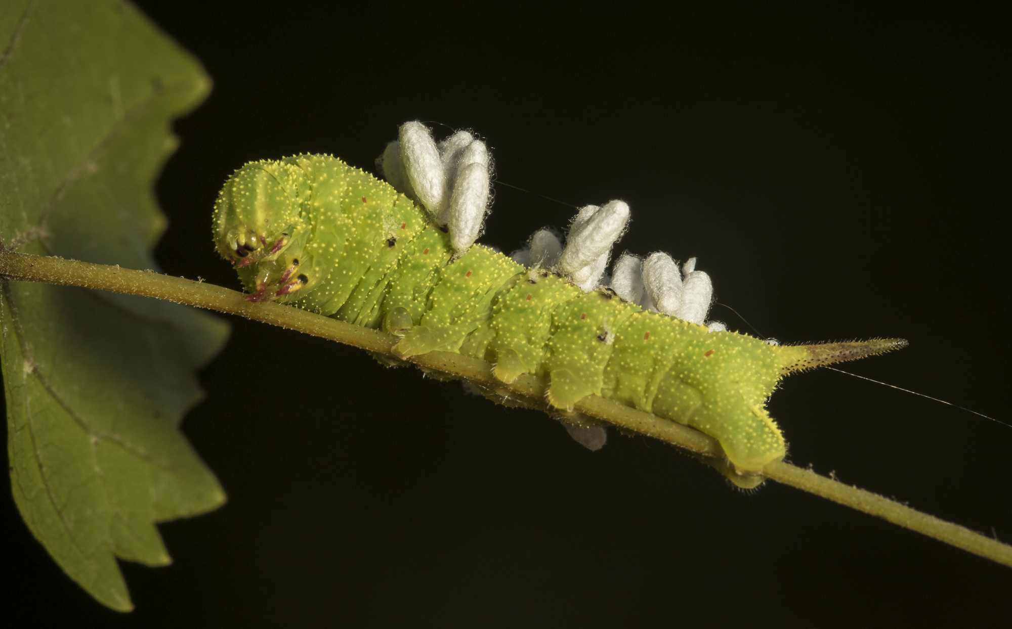 hog sphinx and wasp cocoons