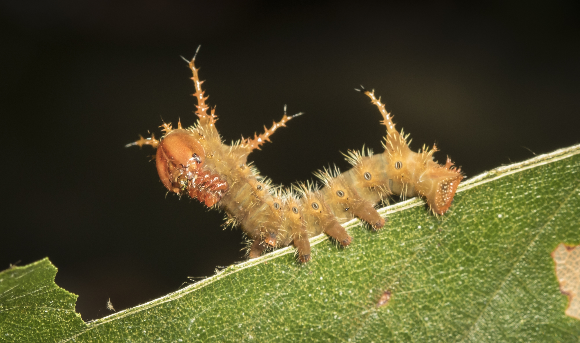 Imperial moth early instar