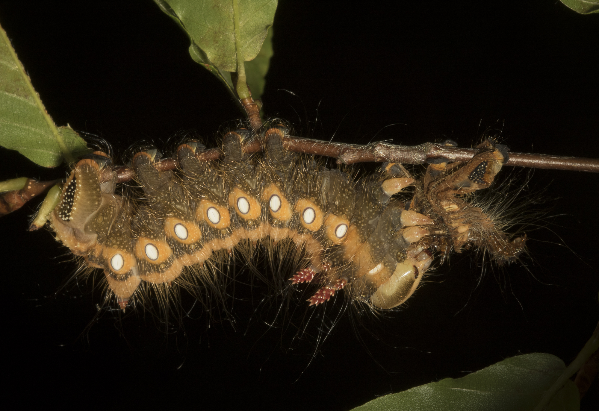 Imperial moth larva eating its shed skin