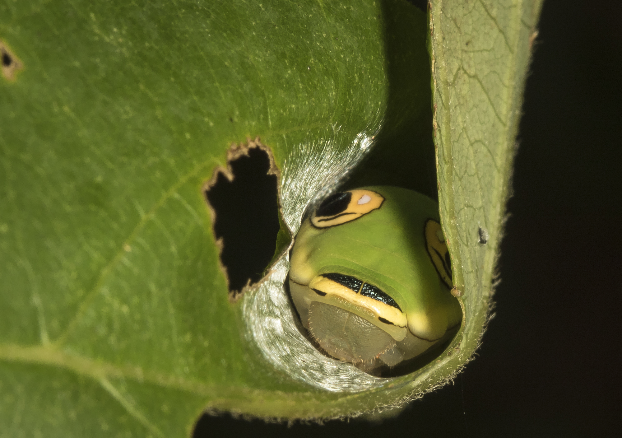 spicebush swallowtail larva