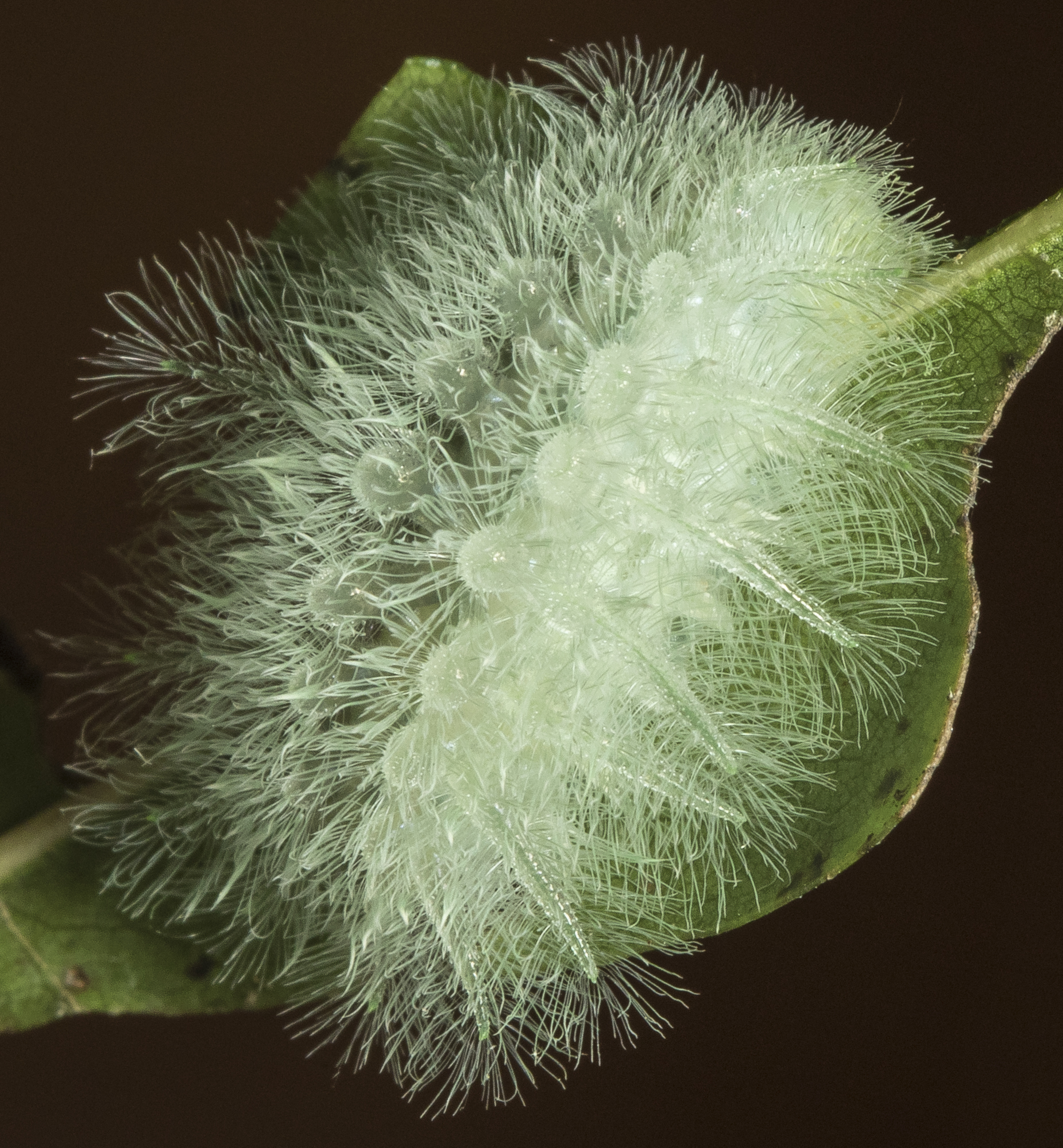 Spun glass slug close up