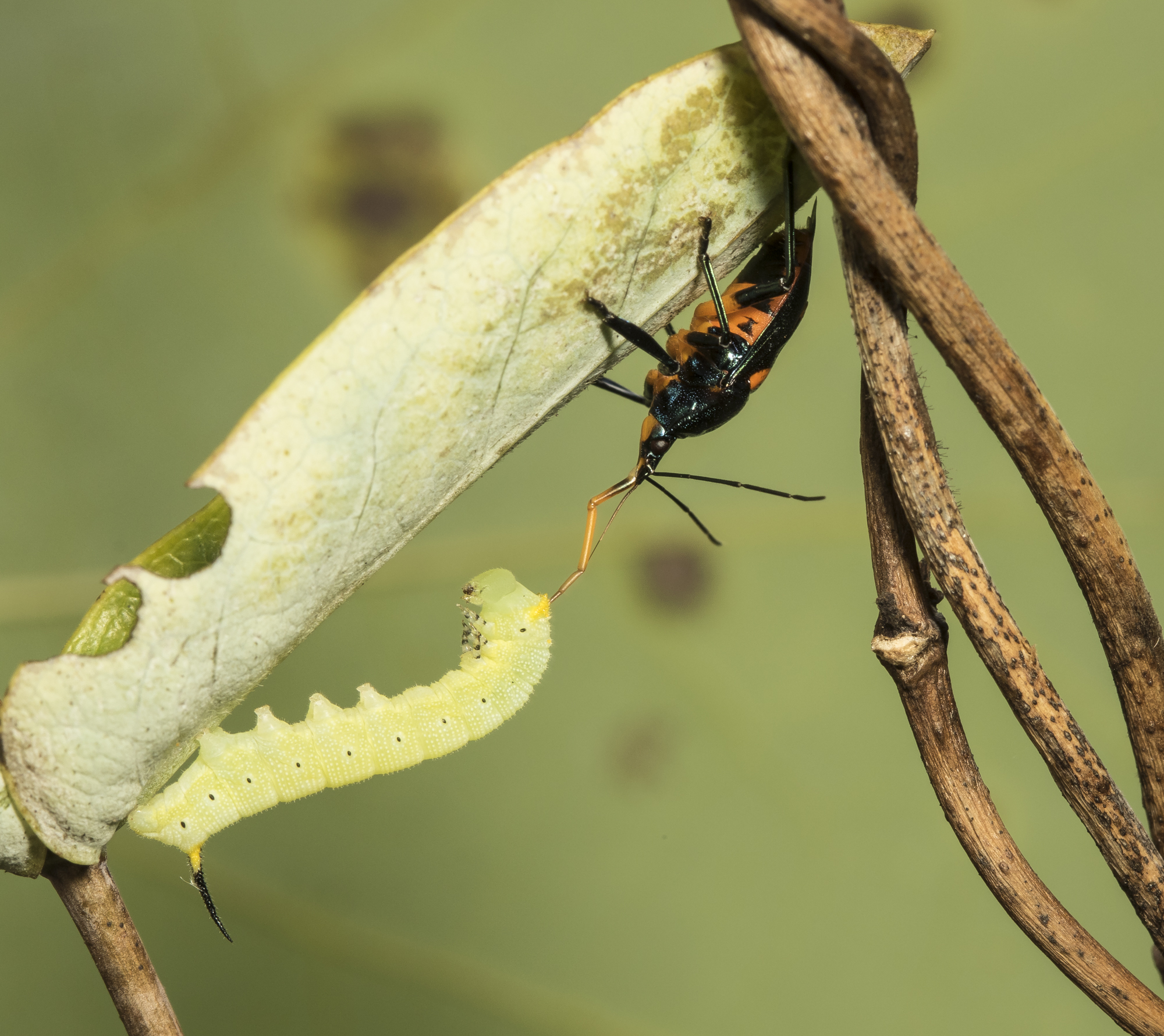 Stink bug eating snowberry clearwing larva