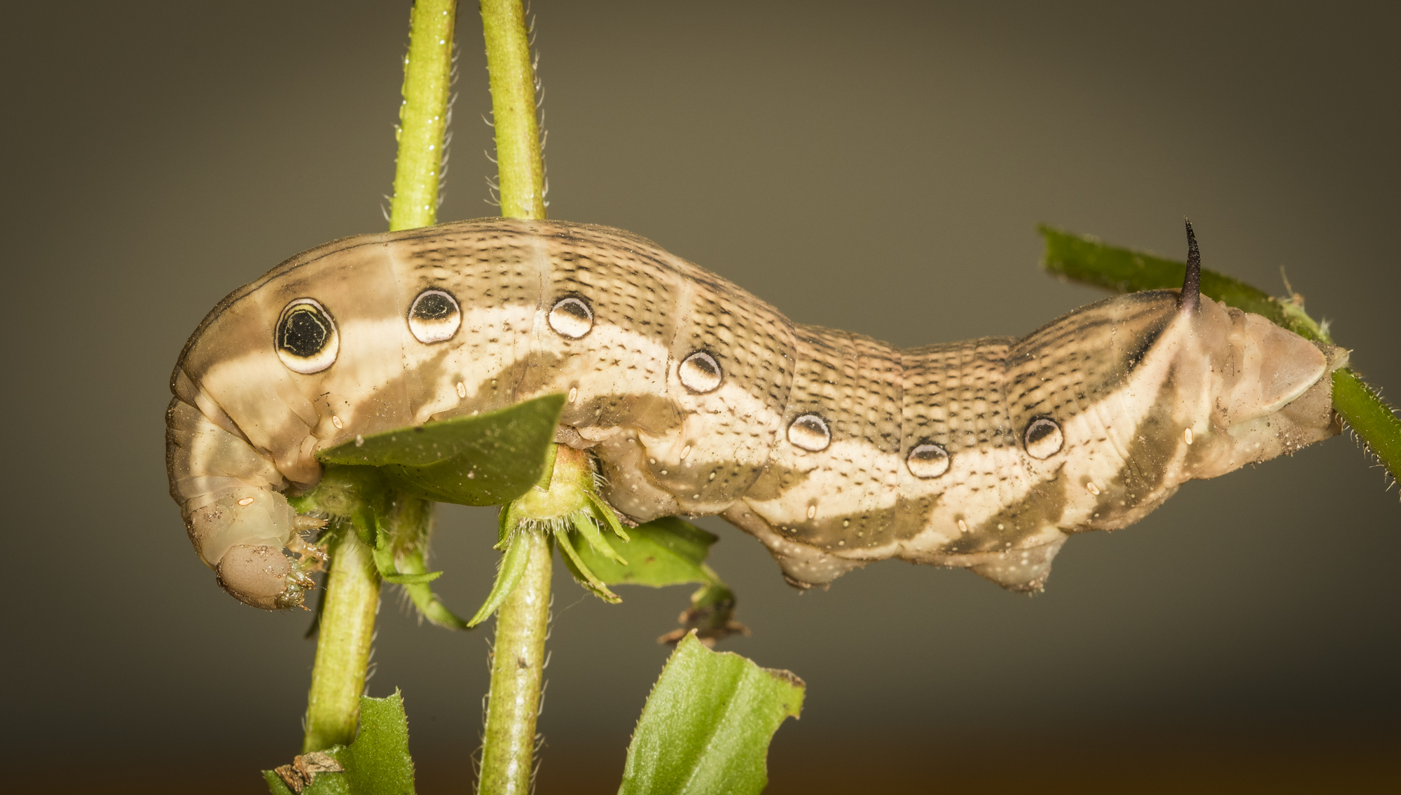 Tersa sphinx larva