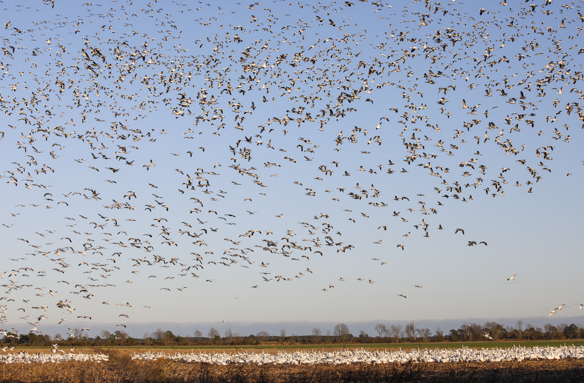 birds in front fields
