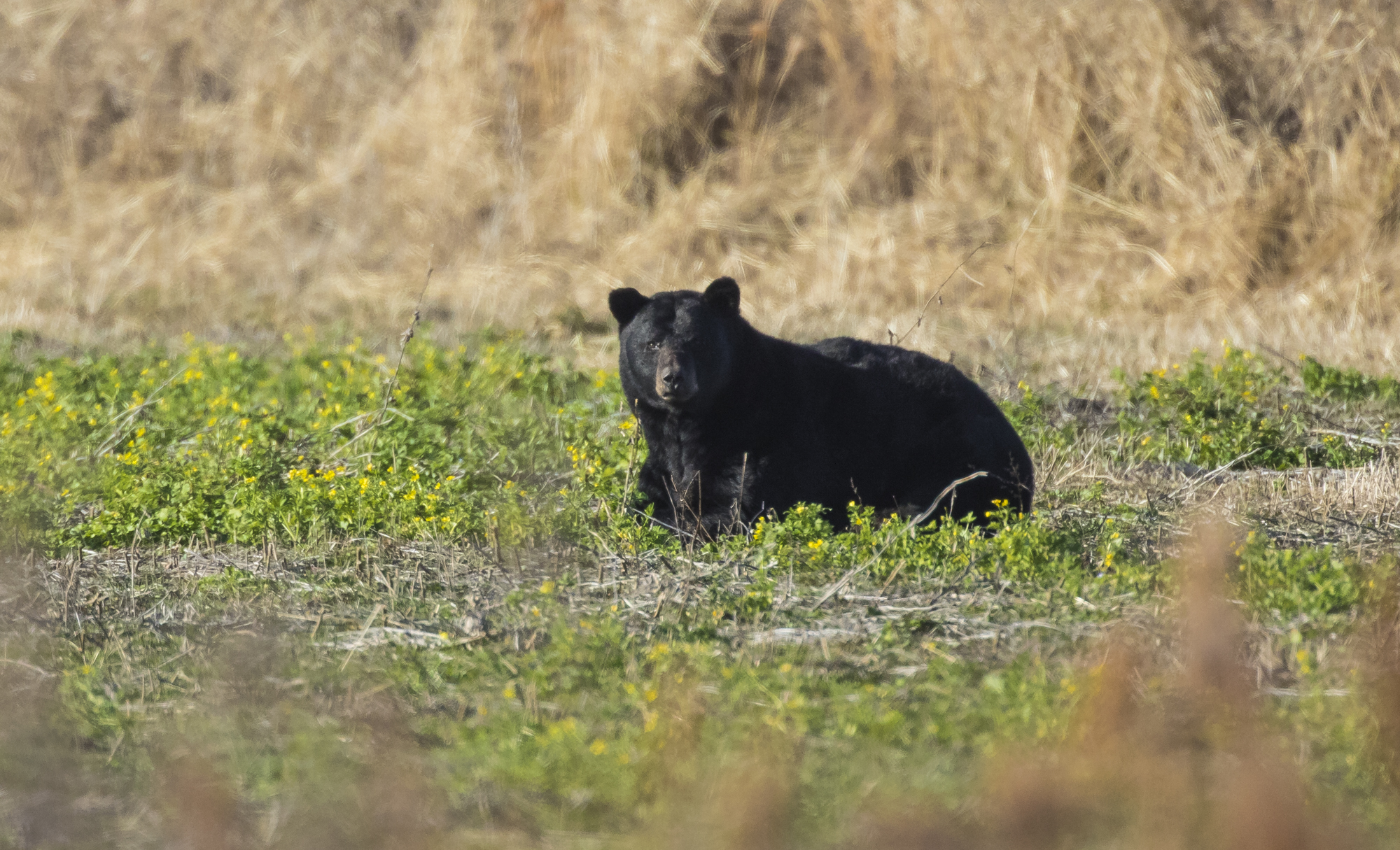 Black bear ARNWR