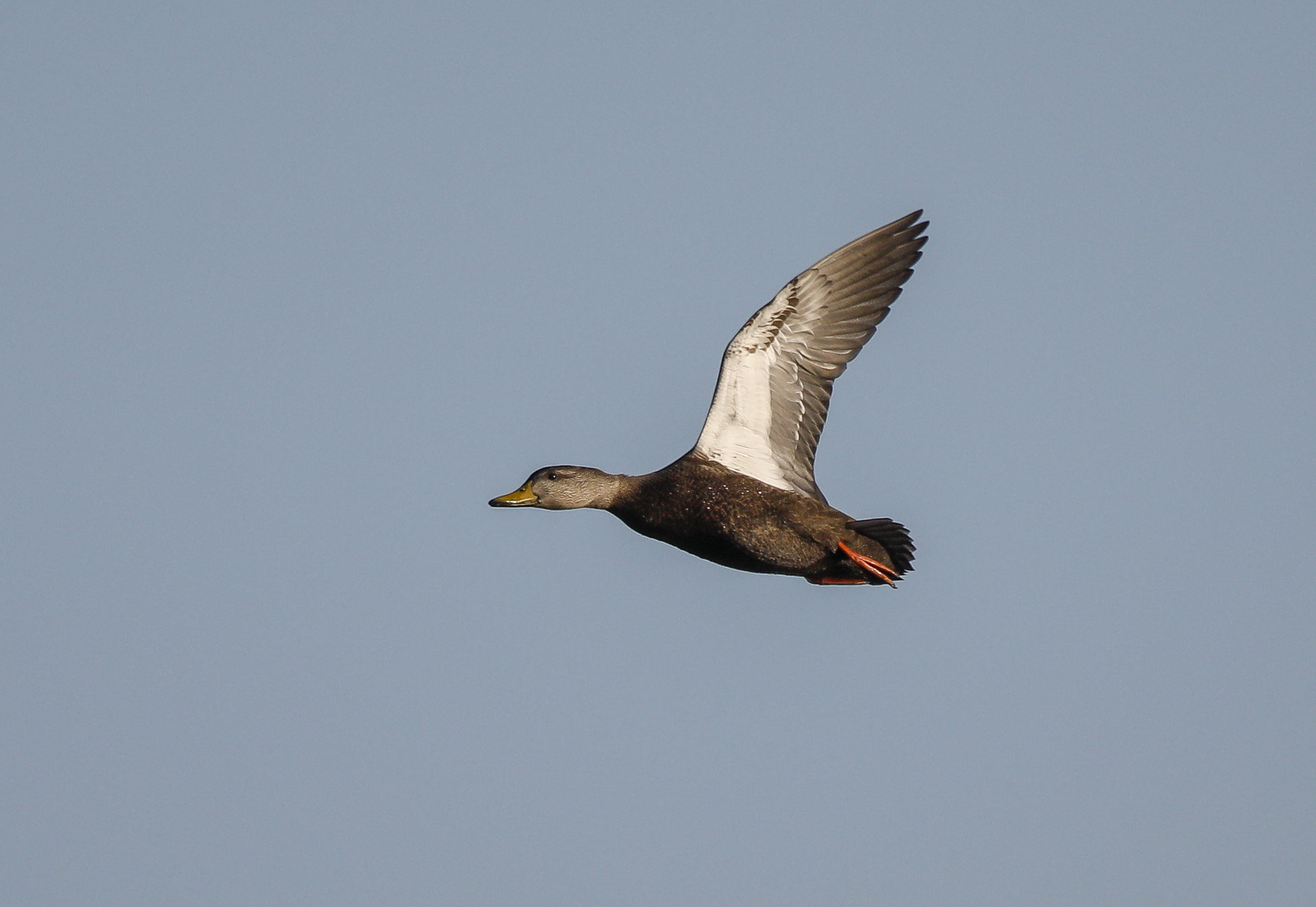 black duck in flight