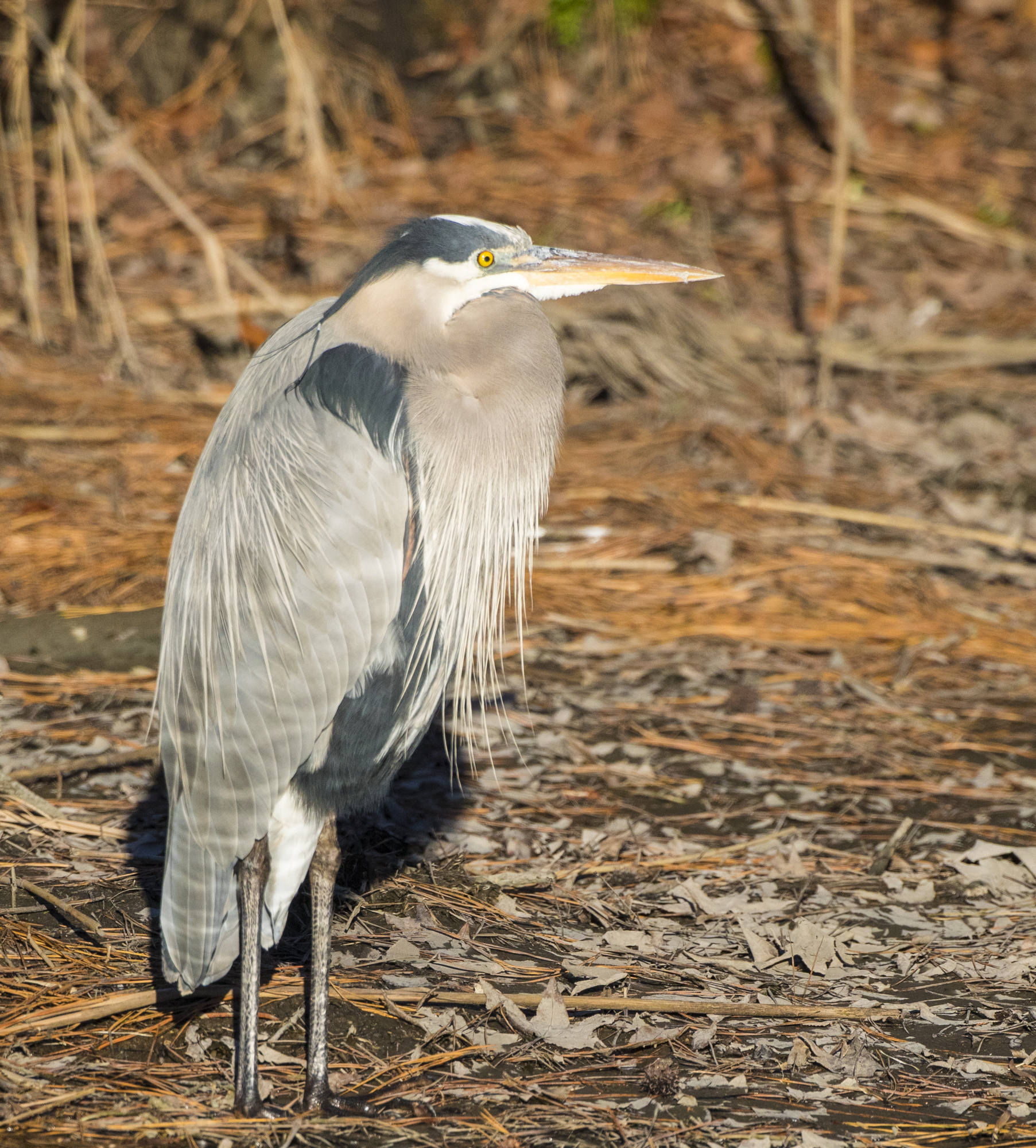 Great blue heron crop
