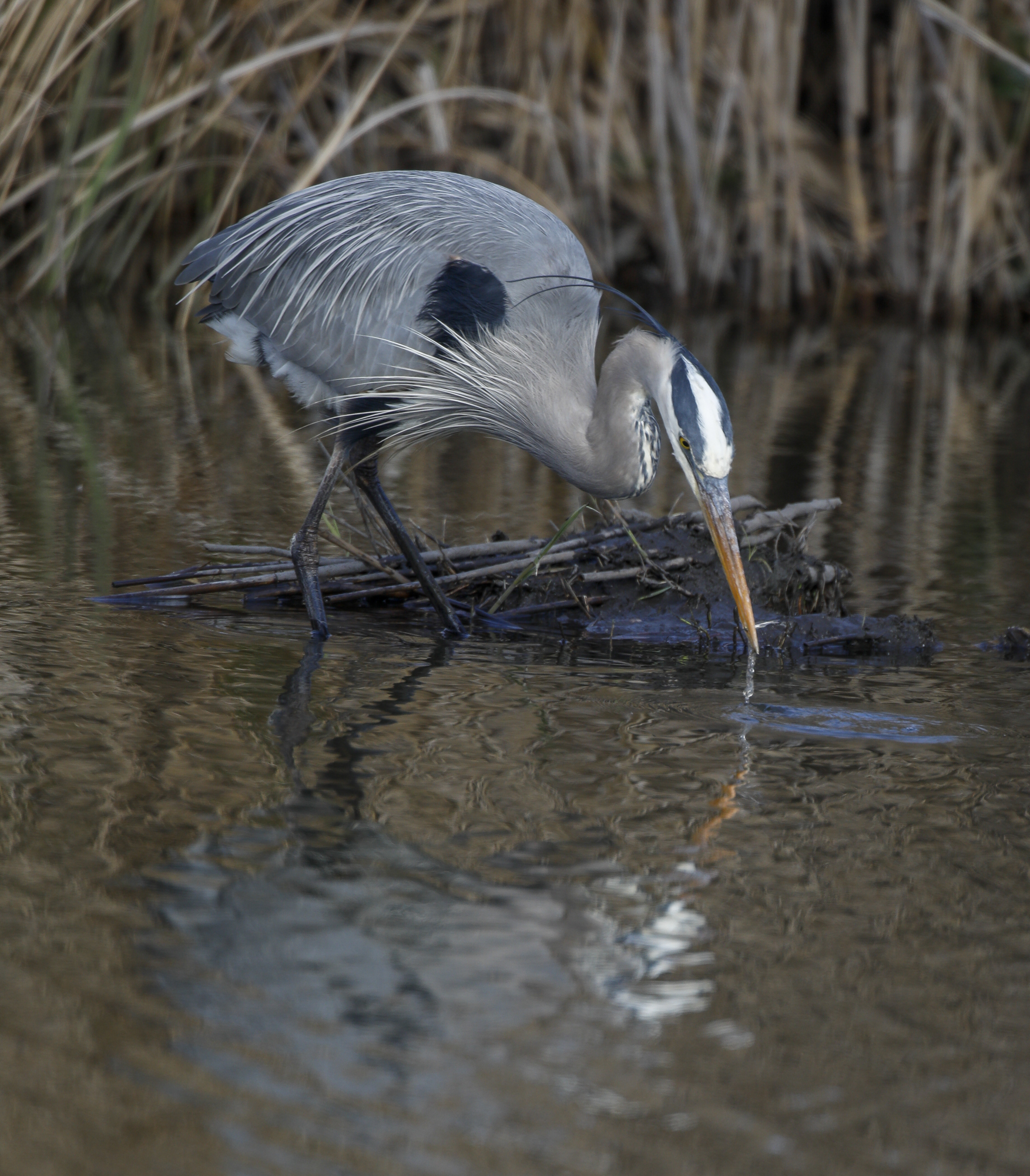 heron catching minnow