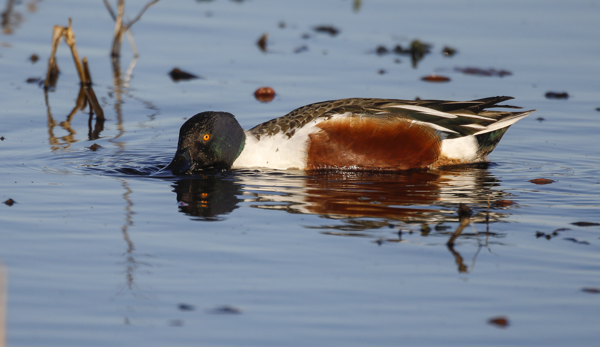northenr shoveler drake