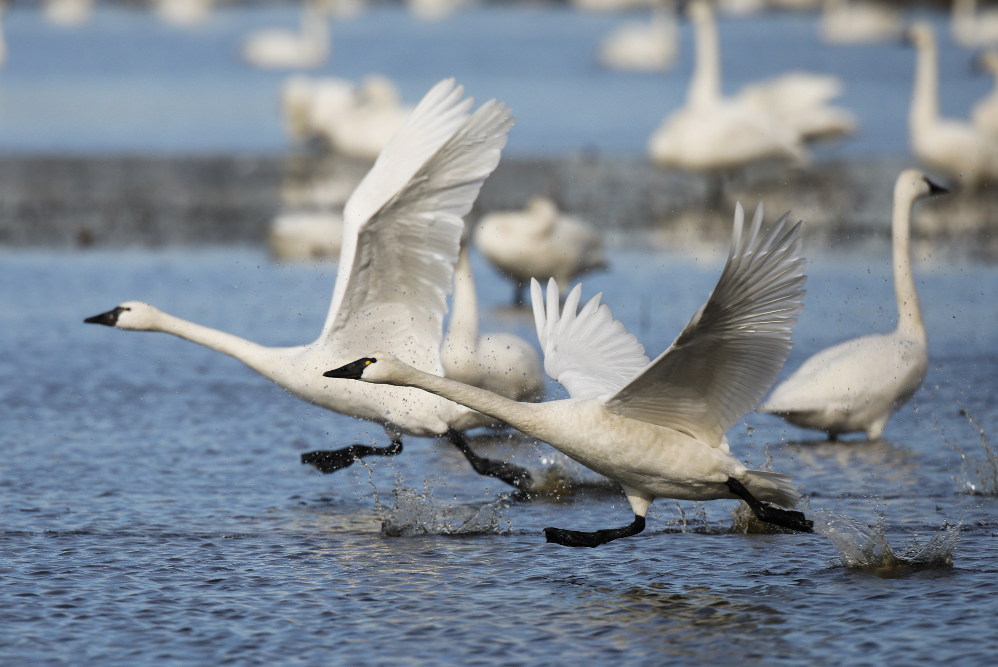 Pair of swans taking off