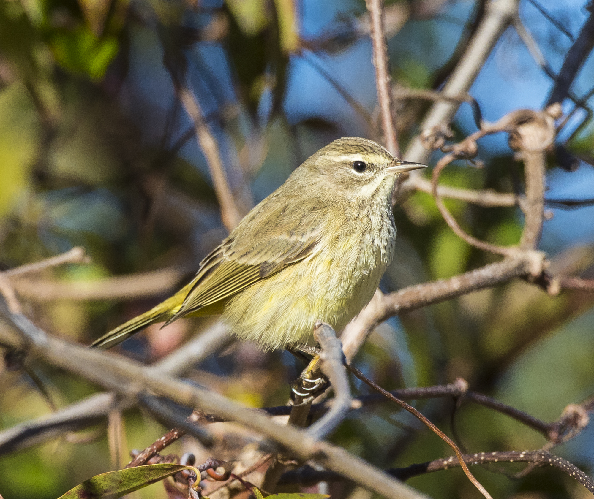Palm warbler