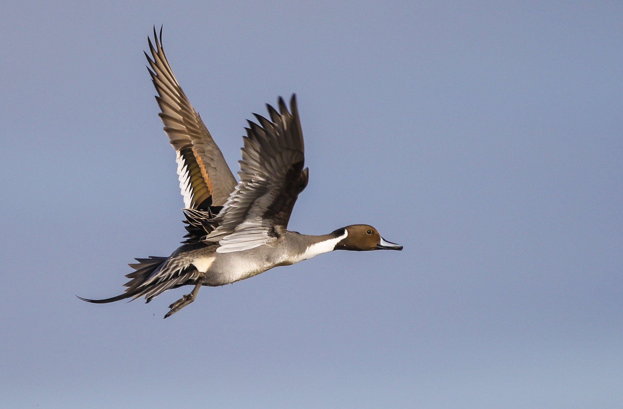 pintail flying over