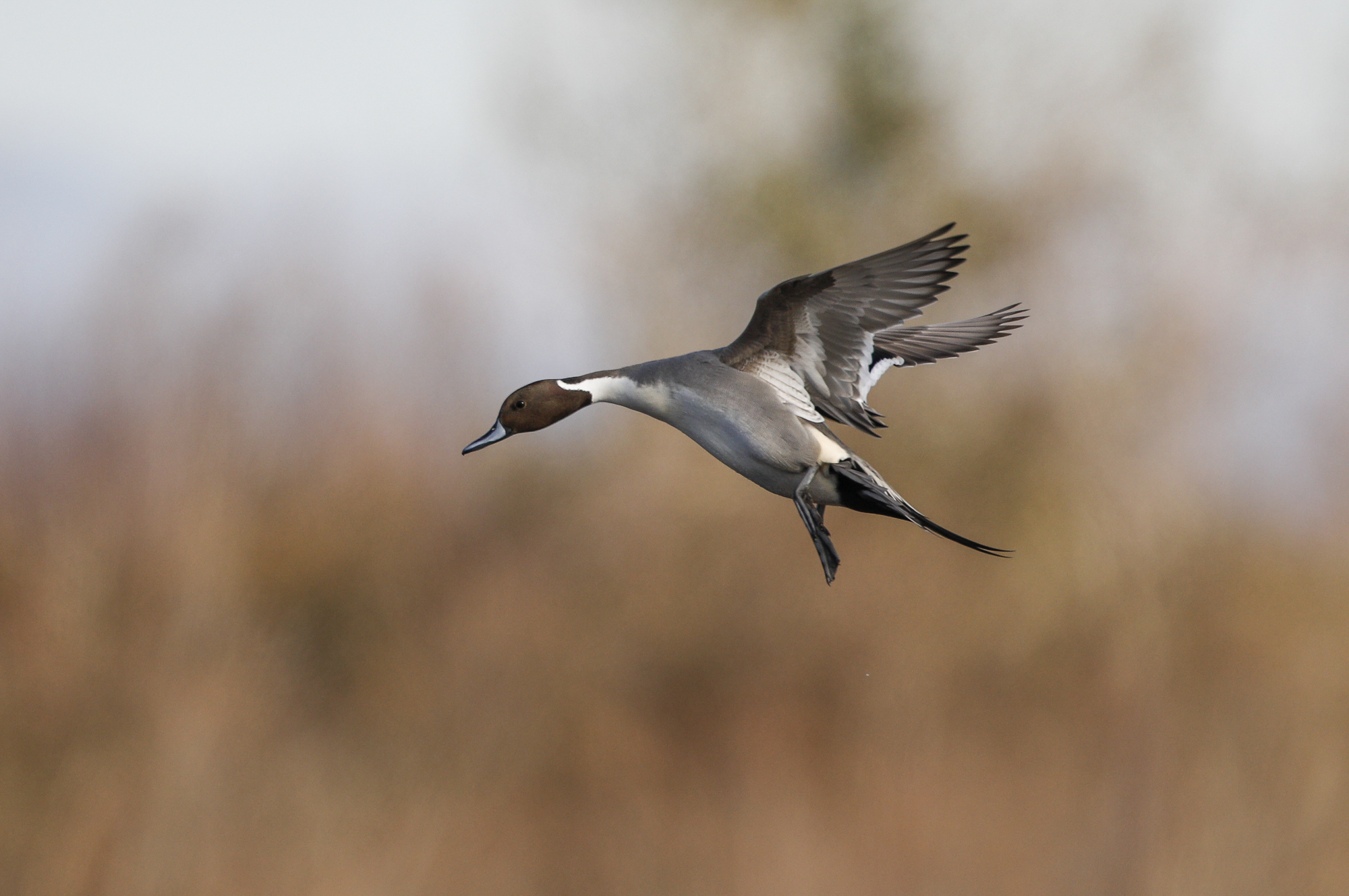 pintail landing