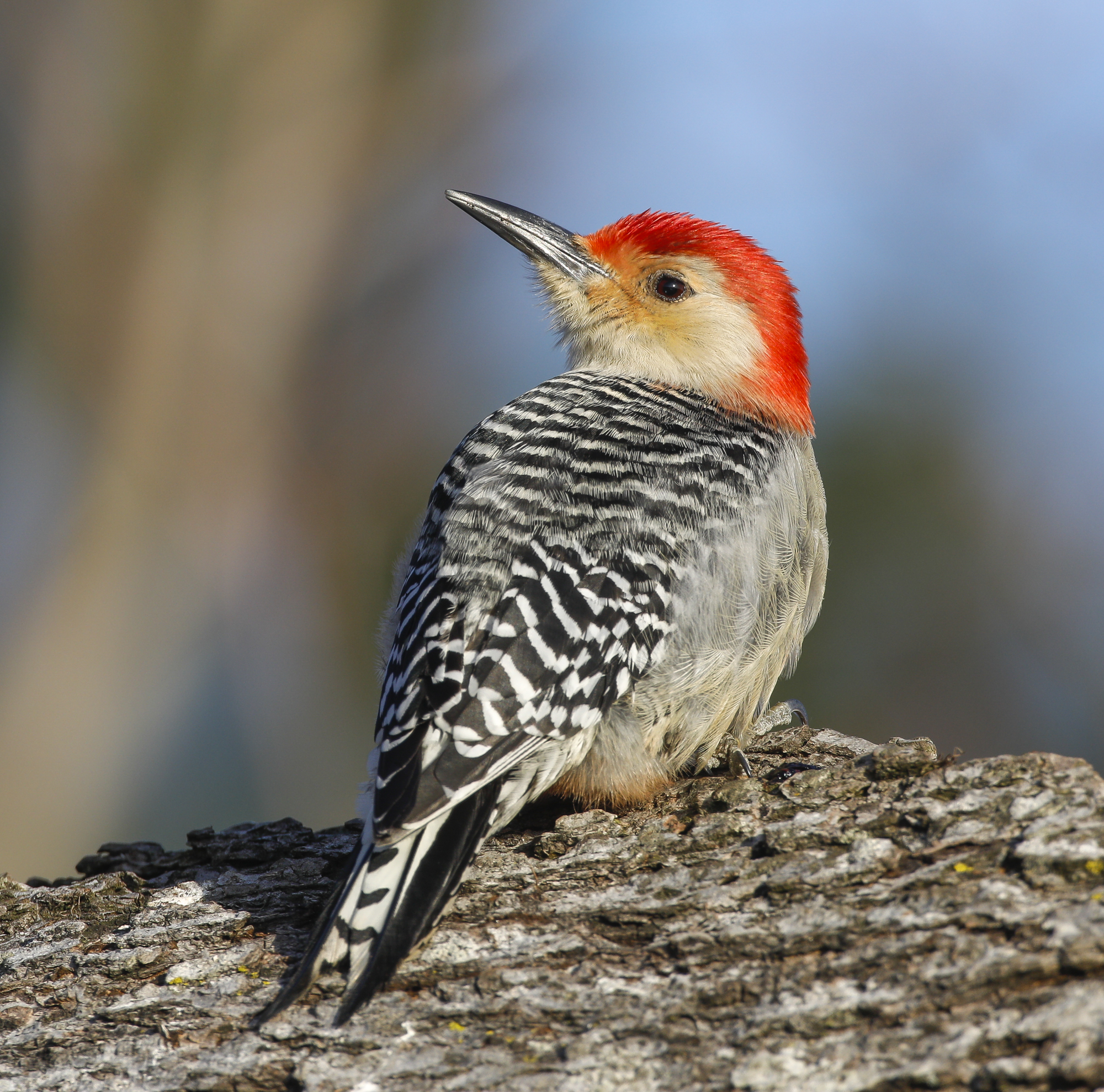 red-bellied woodpecker male