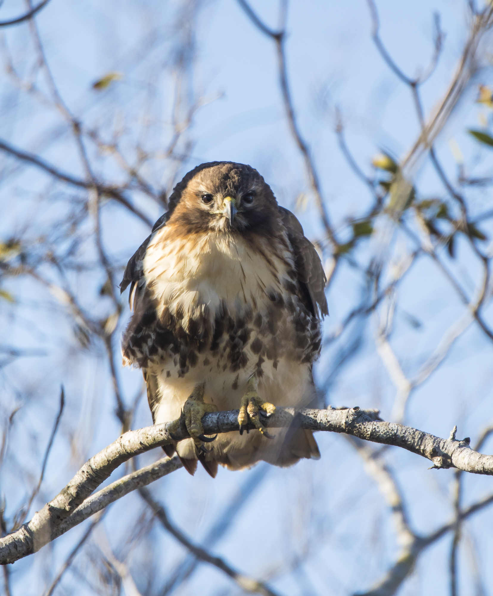 Red-tailed hawk ARNWR