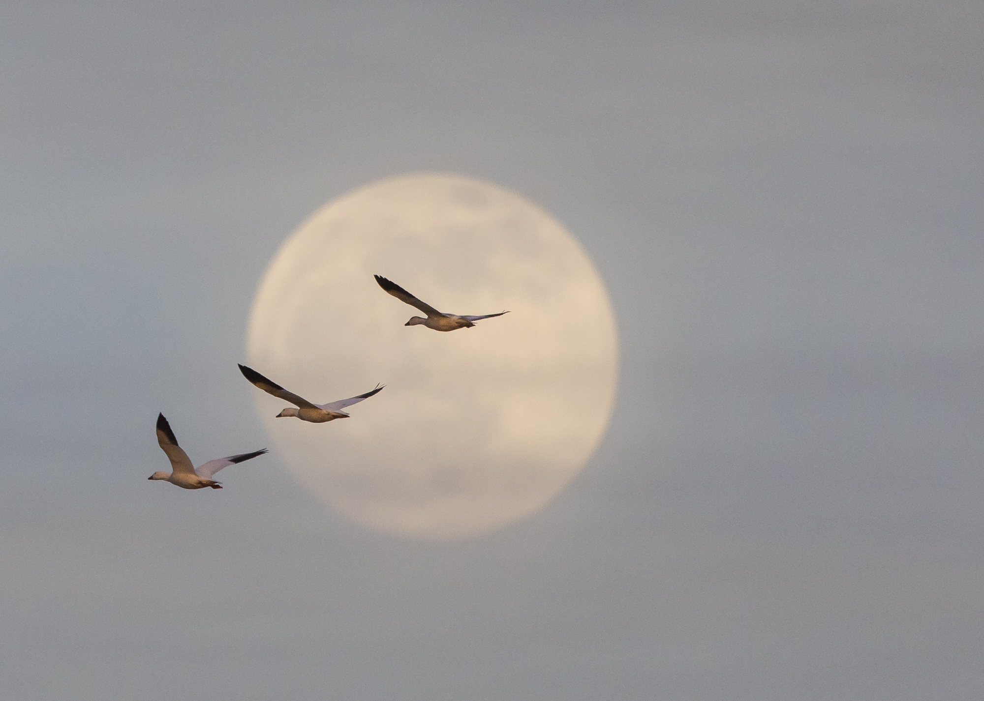 Snow geese and moon 1