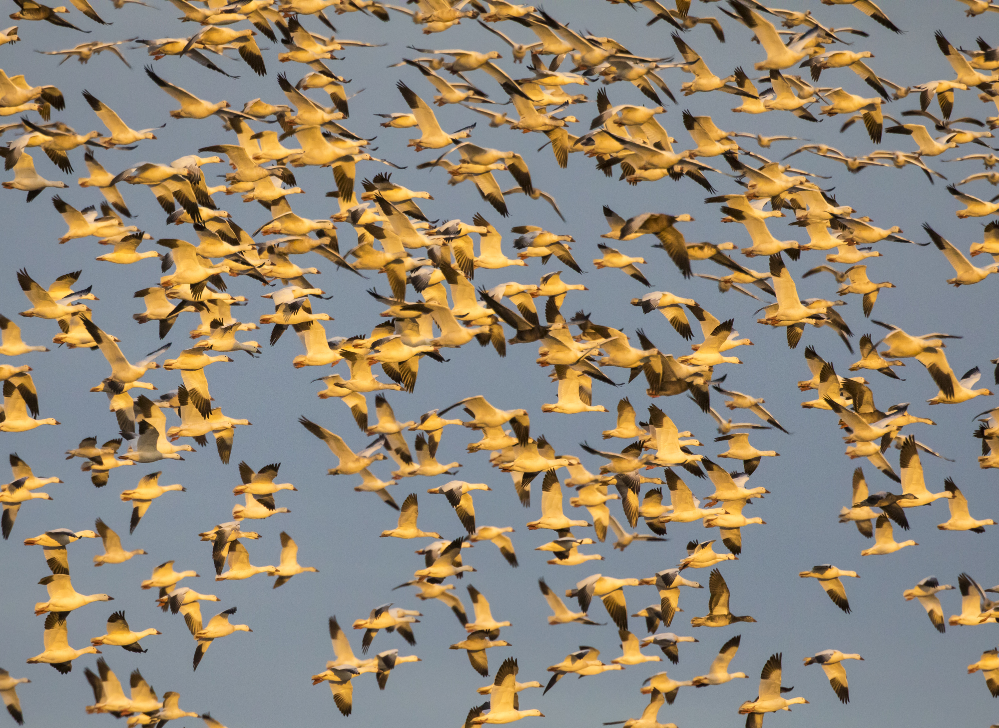 Snow geese in flight closer view