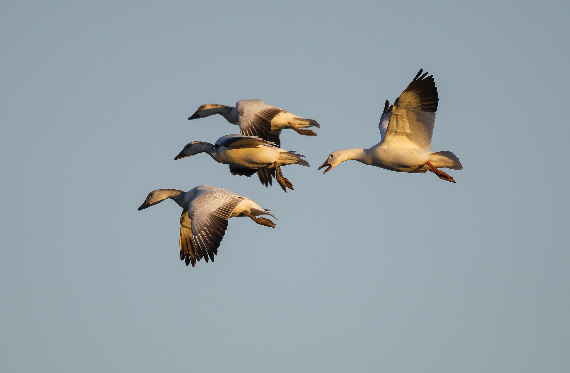 snow geese landing